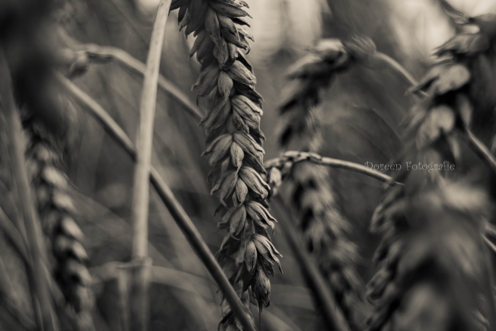 Canon EF 28-80mm f/3.5-5.6 USM sample photo. Weizen photography