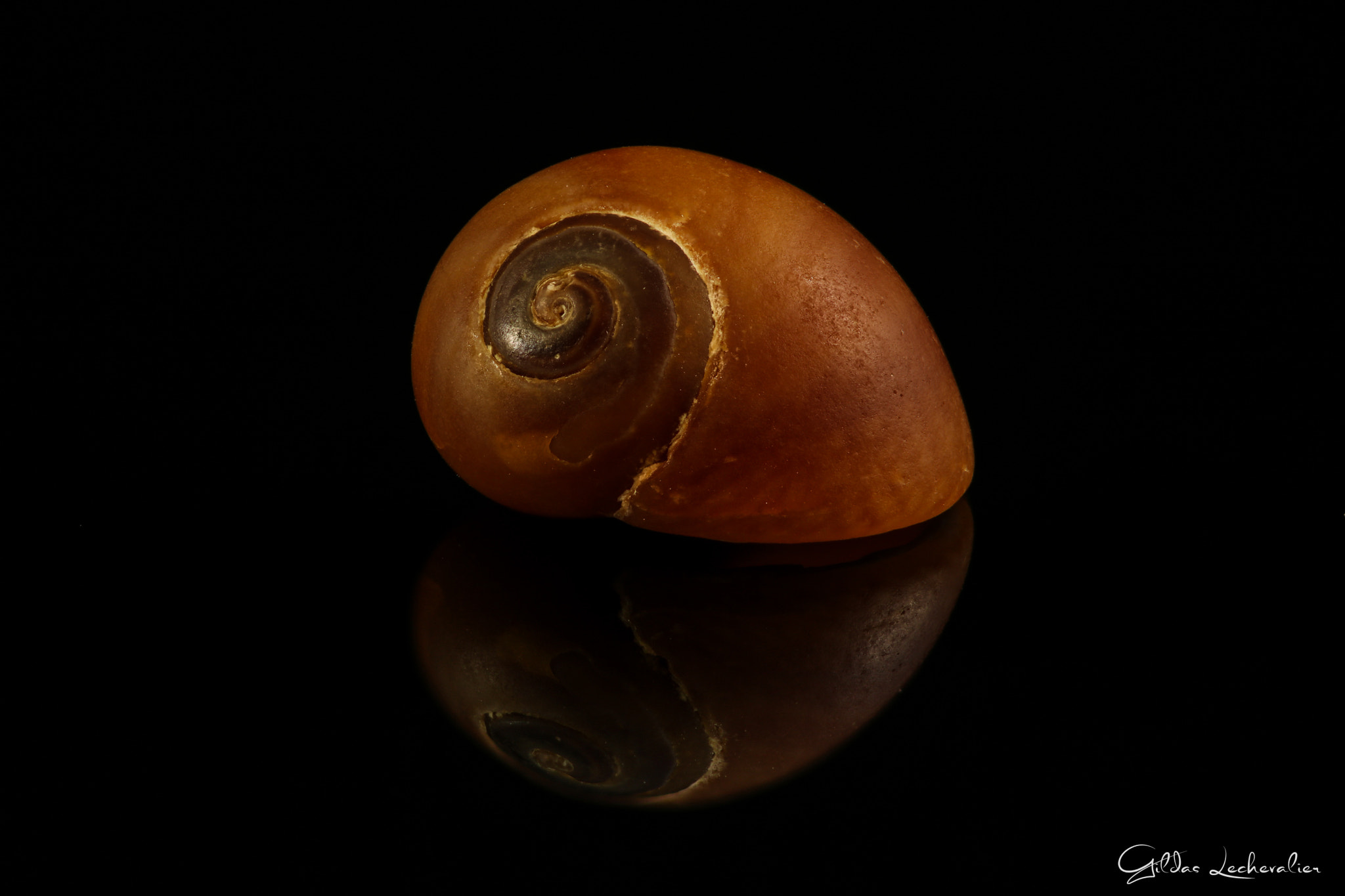 Canon EF 100mm F2.8 Macro USM sample photo. Shell photography