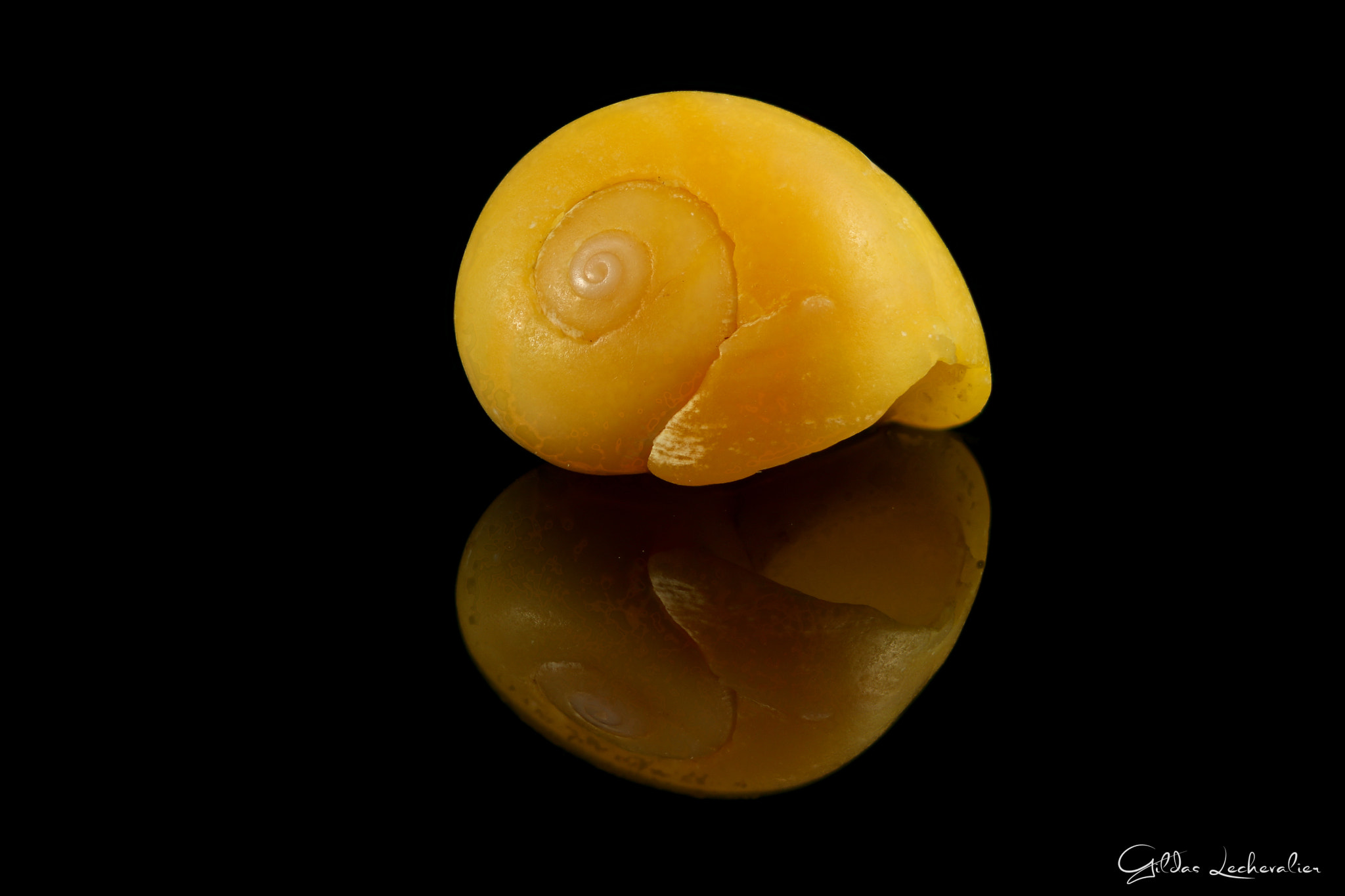 Canon EF 100mm F2.8 Macro USM sample photo. Shell photography
