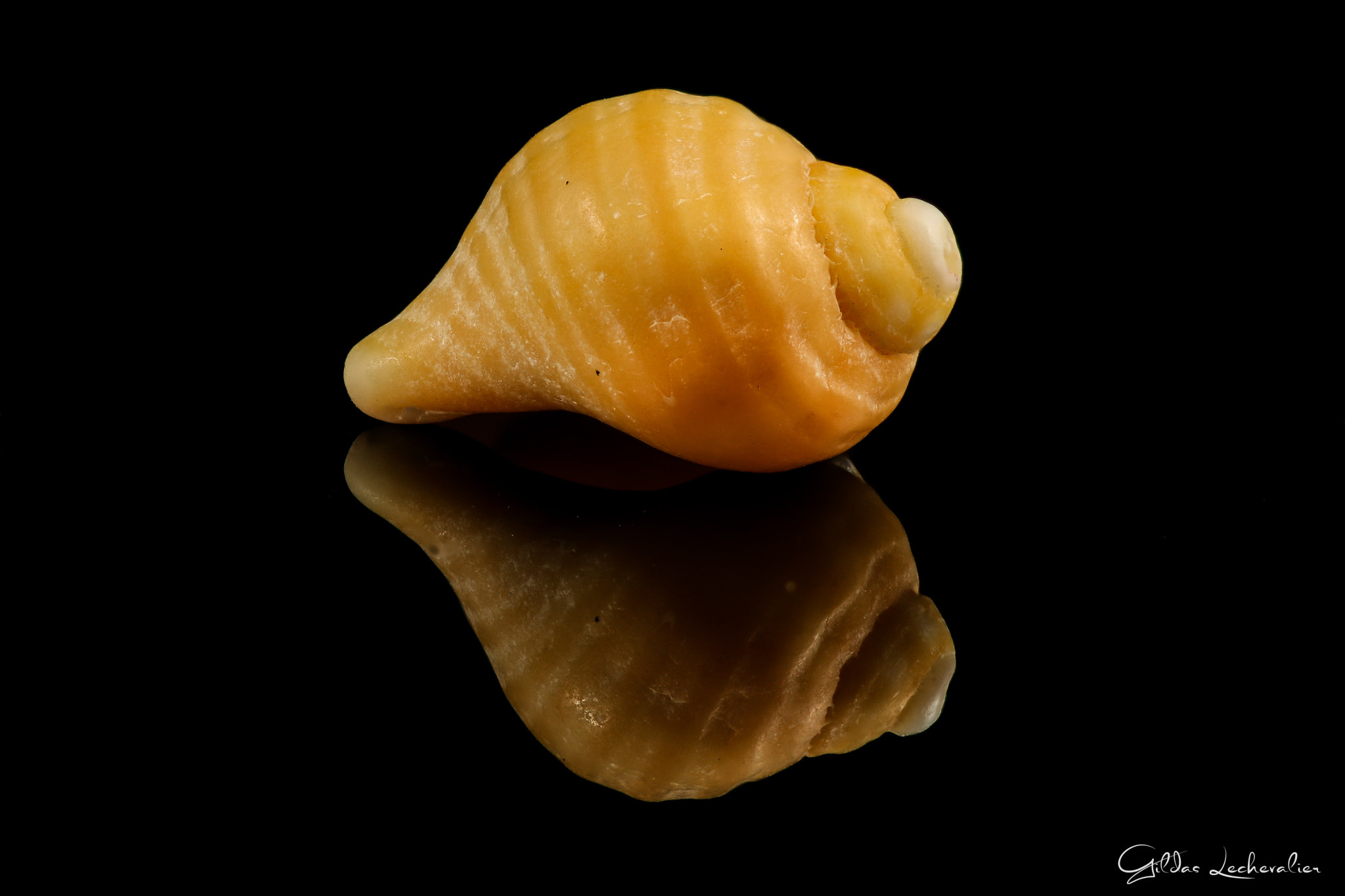 Canon EF 100mm F2.8 Macro USM sample photo. Shell photography