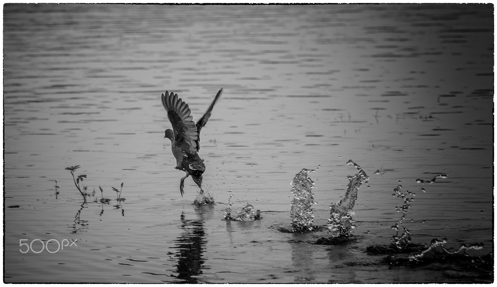 Canon EF 400mm F5.6L USM sample photo. Outta here photography