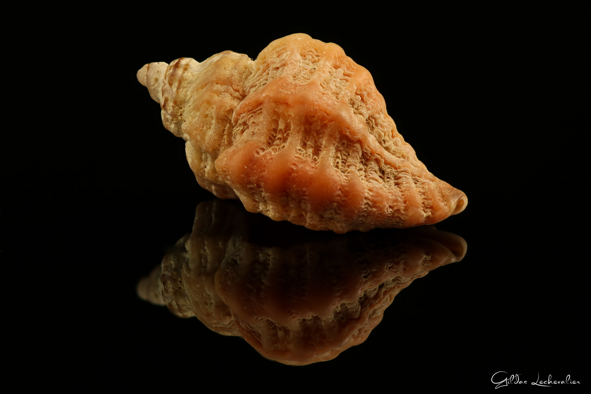 Canon EF 100mm F2.8 Macro USM sample photo. Shell photography