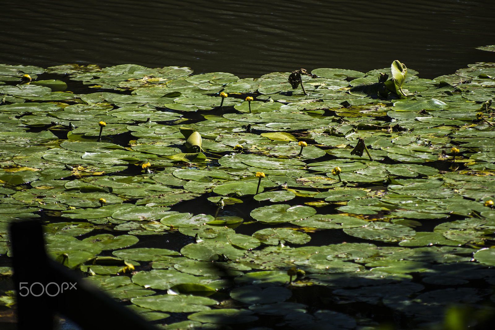 Pentax K-1 sample photo. Nenuphars photography