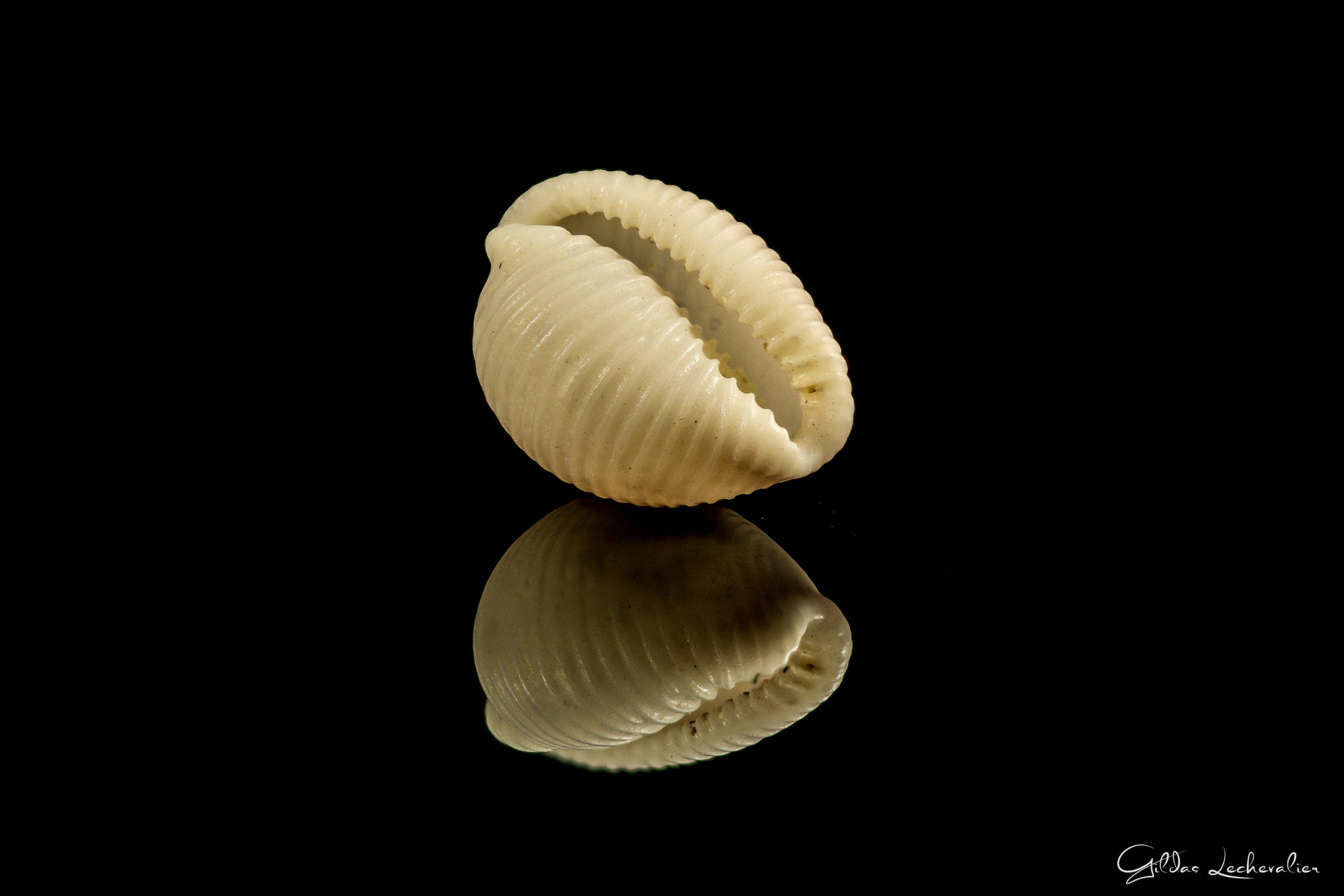 Canon EF 100mm F2.8 Macro USM sample photo. Shell photography