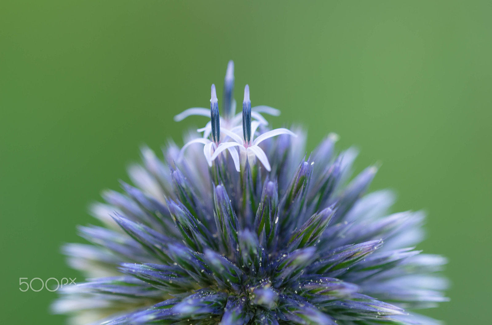 Sigma 150mm F2.8 EX DG OS Macro HSM sample photo. Candles photography