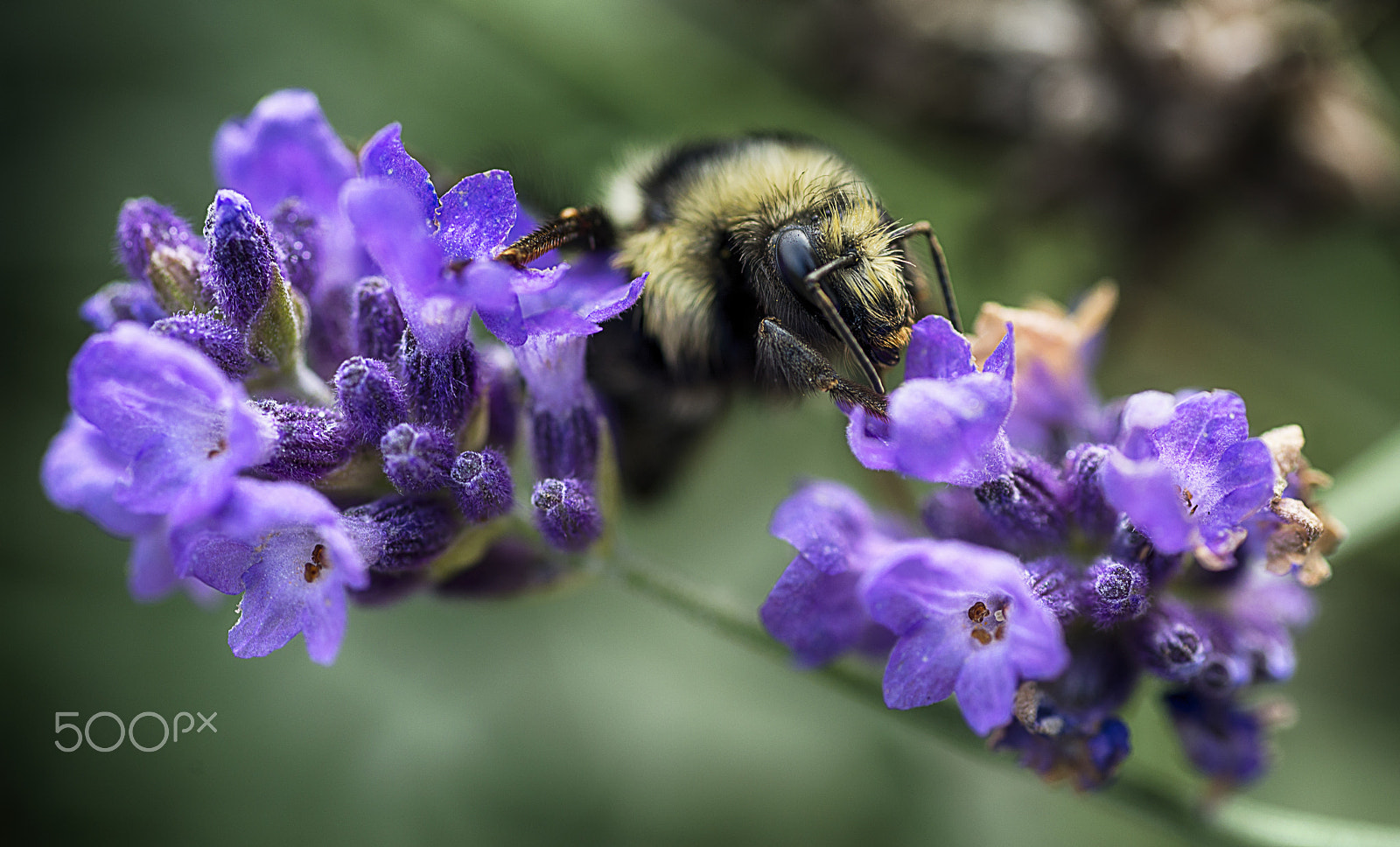 Nikon D800E sample photo. Bumble bee photography
