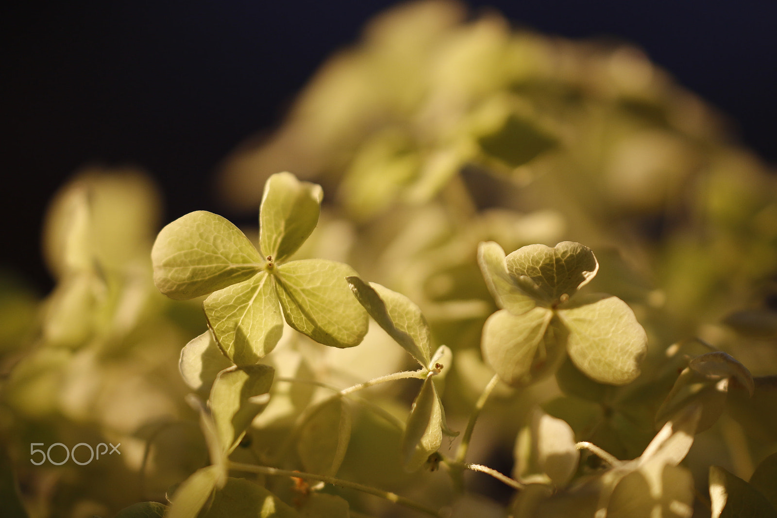 Sigma APO Macro 180mm F2.8 EX DG OS HSM sample photo. Golden hour light on hydrangea macrophylla photography