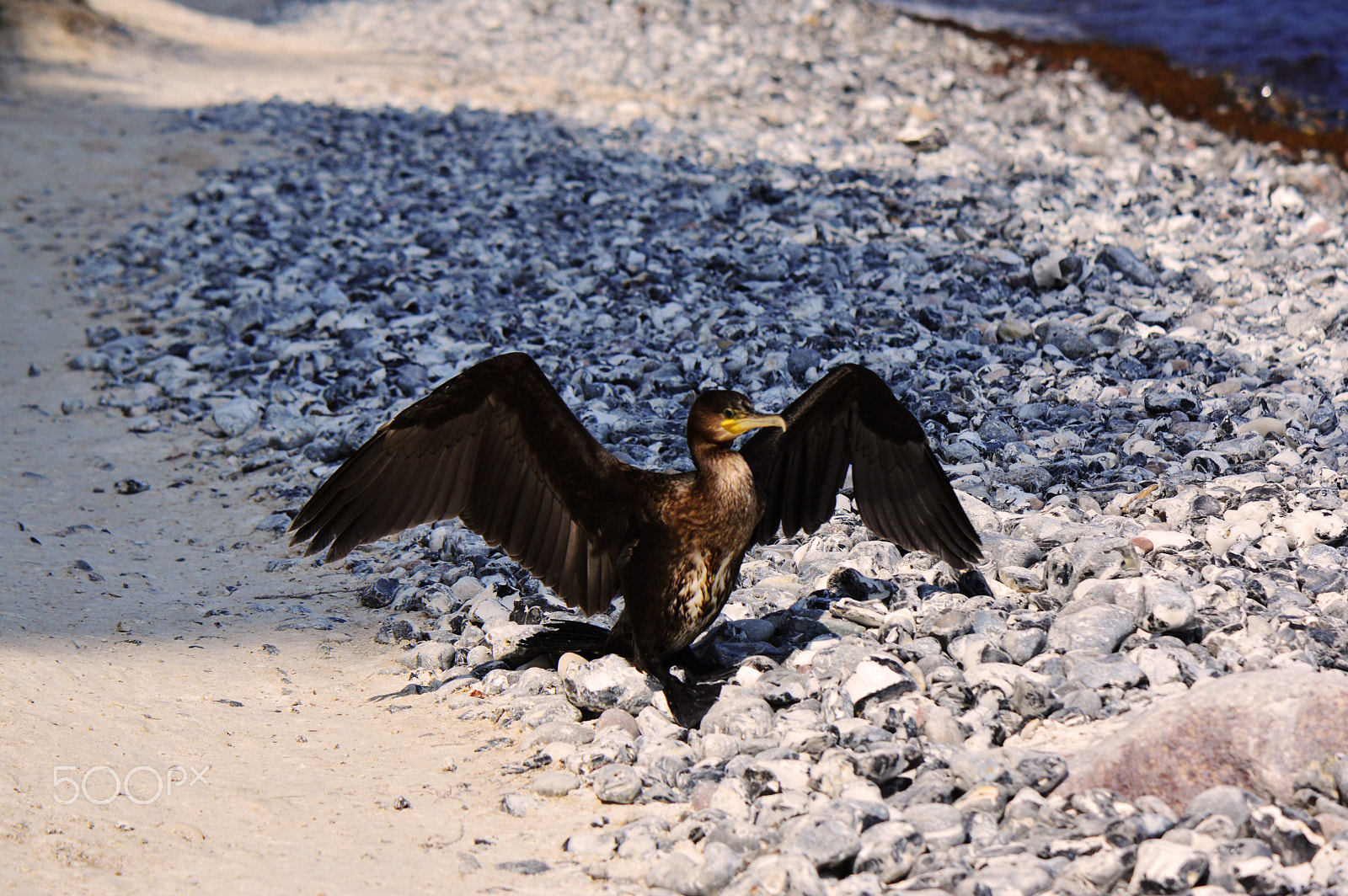 Nikon AF-S DX Micro-Nikkor 85mm F3.5G ED VR sample photo. Cormorant photography