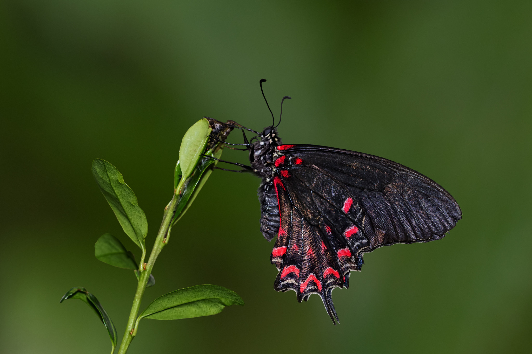 Canon EOS 80D + Canon EF 100mm F2.8L Macro IS USM sample photo. Schmetterling  photography