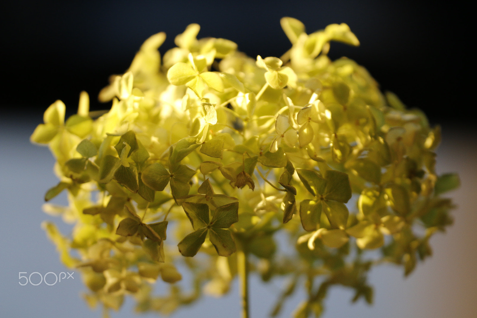 Sigma APO Macro 180mm F2.8 EX DG OS HSM sample photo. Hydrangea macrophylla in golden light photography