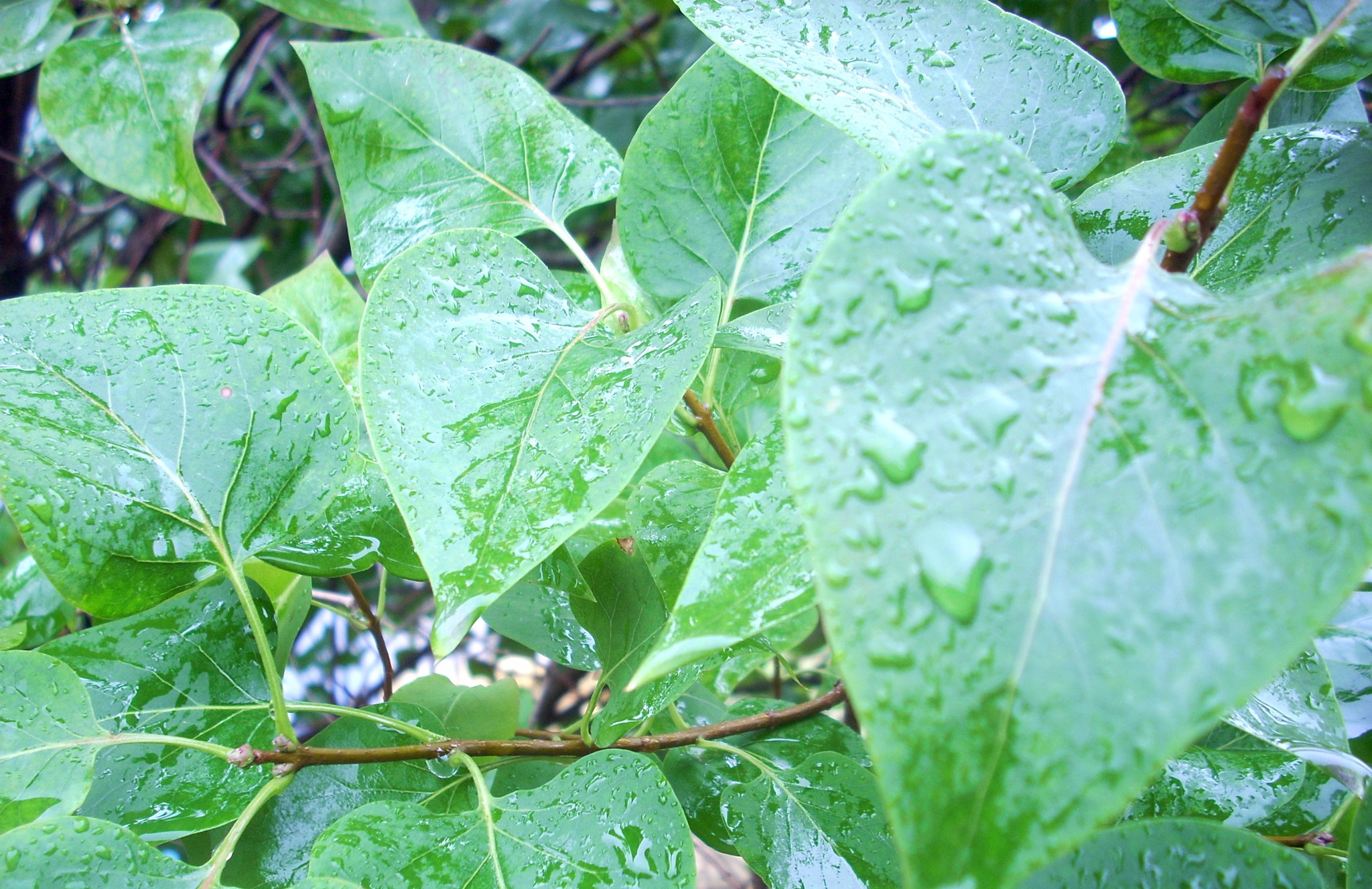 Nikon COOLPIX L11 sample photo. Rain photography