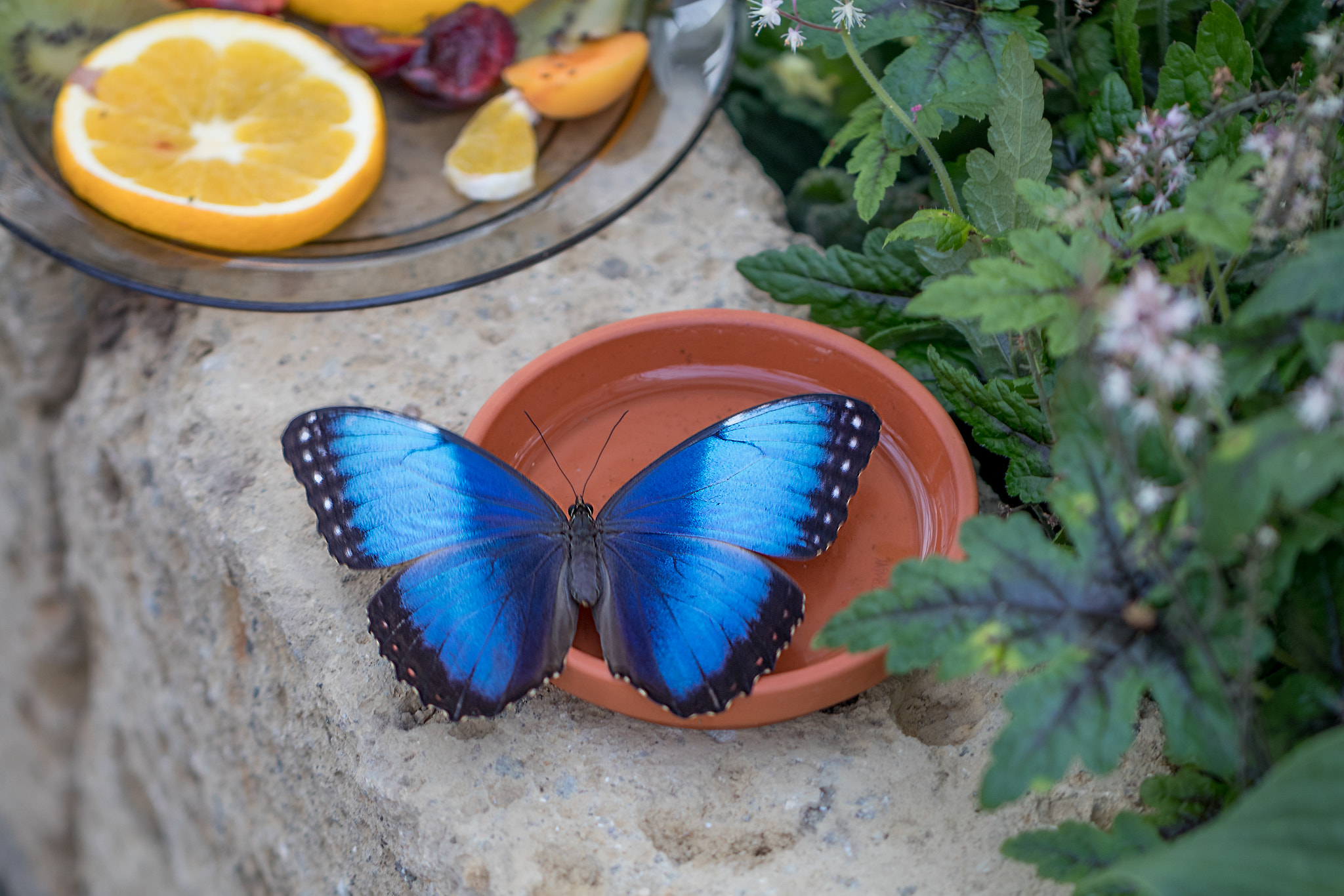 Canon EOS 80D + Canon EF 100mm F2.8L Macro IS USM sample photo. Schmetterling  photography