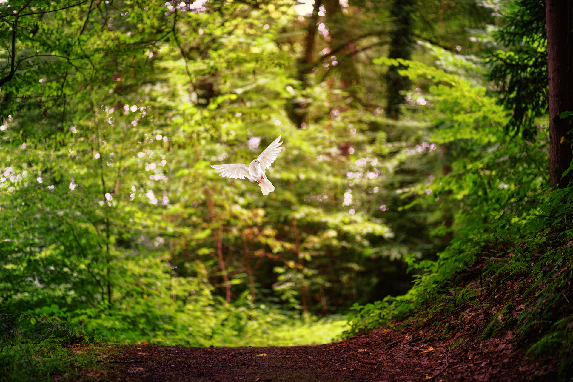Minolta AF 28-85mm F3.5-4.5 New sample photo. Dove light photography