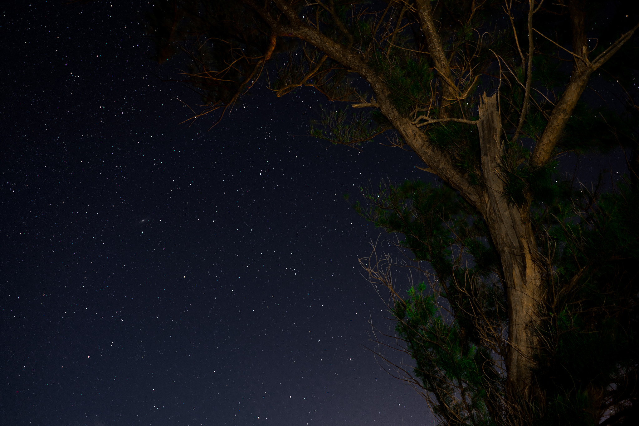 Sony FE 28mm F2 sample photo. Night tree photography