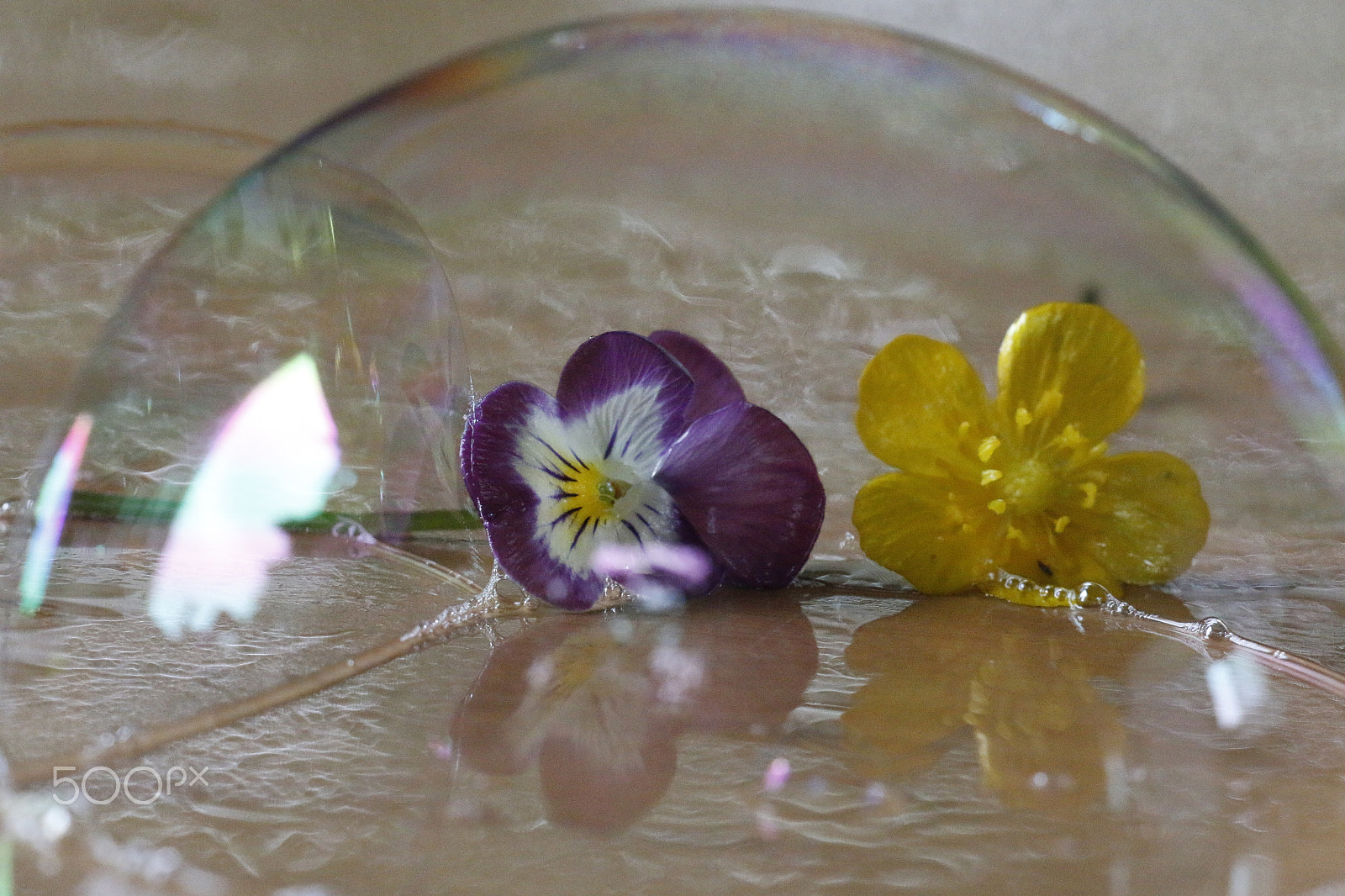 Sigma APO Macro 180mm F2.8 EX DG OS HSM sample photo. Violet and ranuncle in soap bubble photography