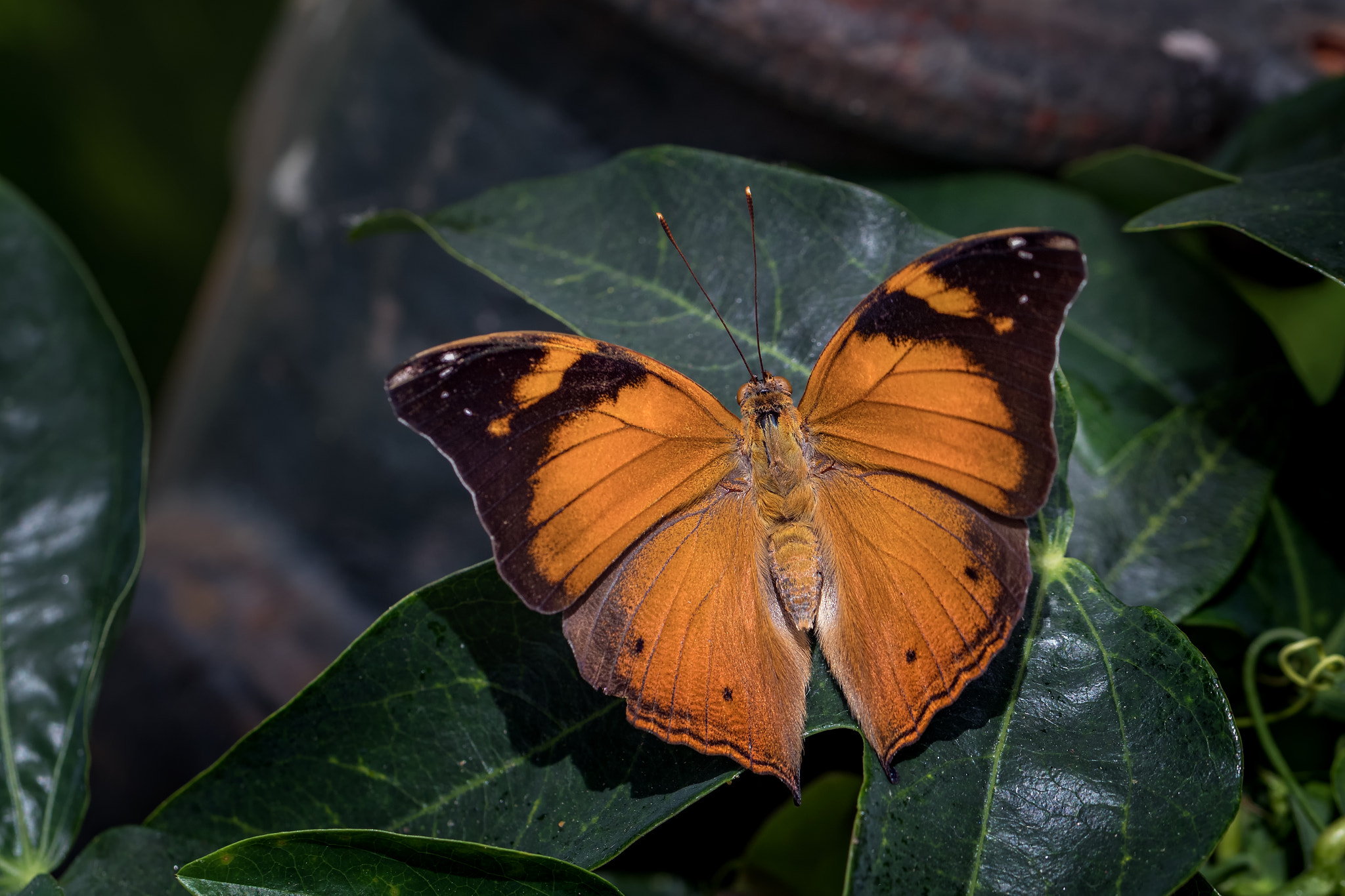 Canon EOS 80D + Canon EF 100mm F2.8L Macro IS USM sample photo. Schmetterling  photography