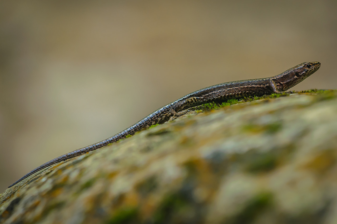 Nikon AF-S Nikkor 70-200mm F4G ED VR sample photo. Скальная ящерица (rock lizard) photography