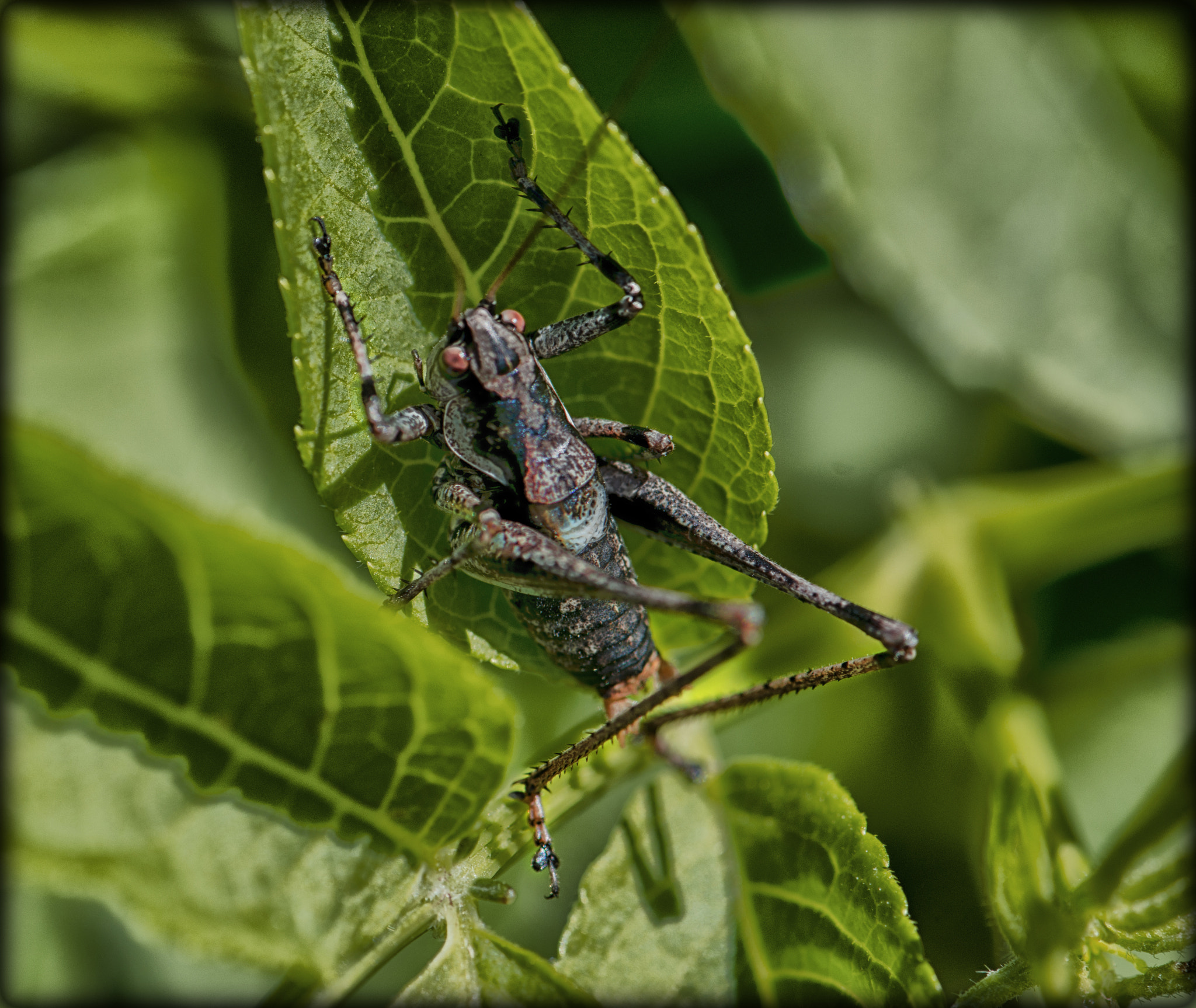 Nikon AF-S DX Micro-Nikkor 85mm F3.5G ED VR sample photo. Un mostro..... ? photography