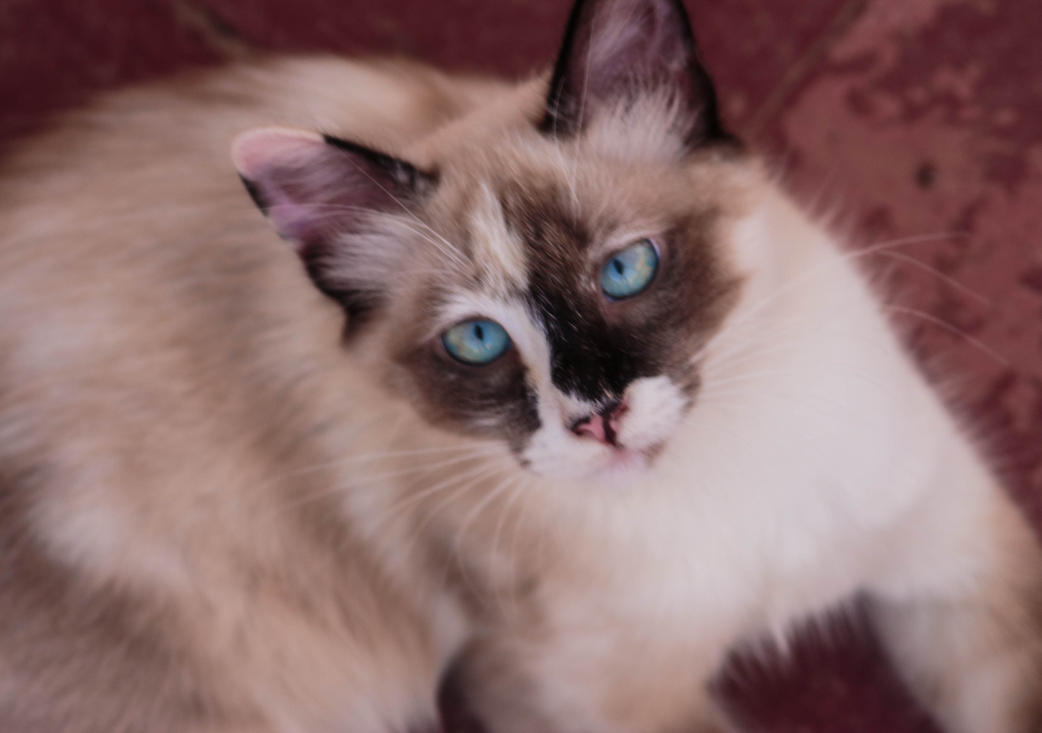 Canon EF 35-105mm f/4.5-5.6 USM sample photo. My love photography