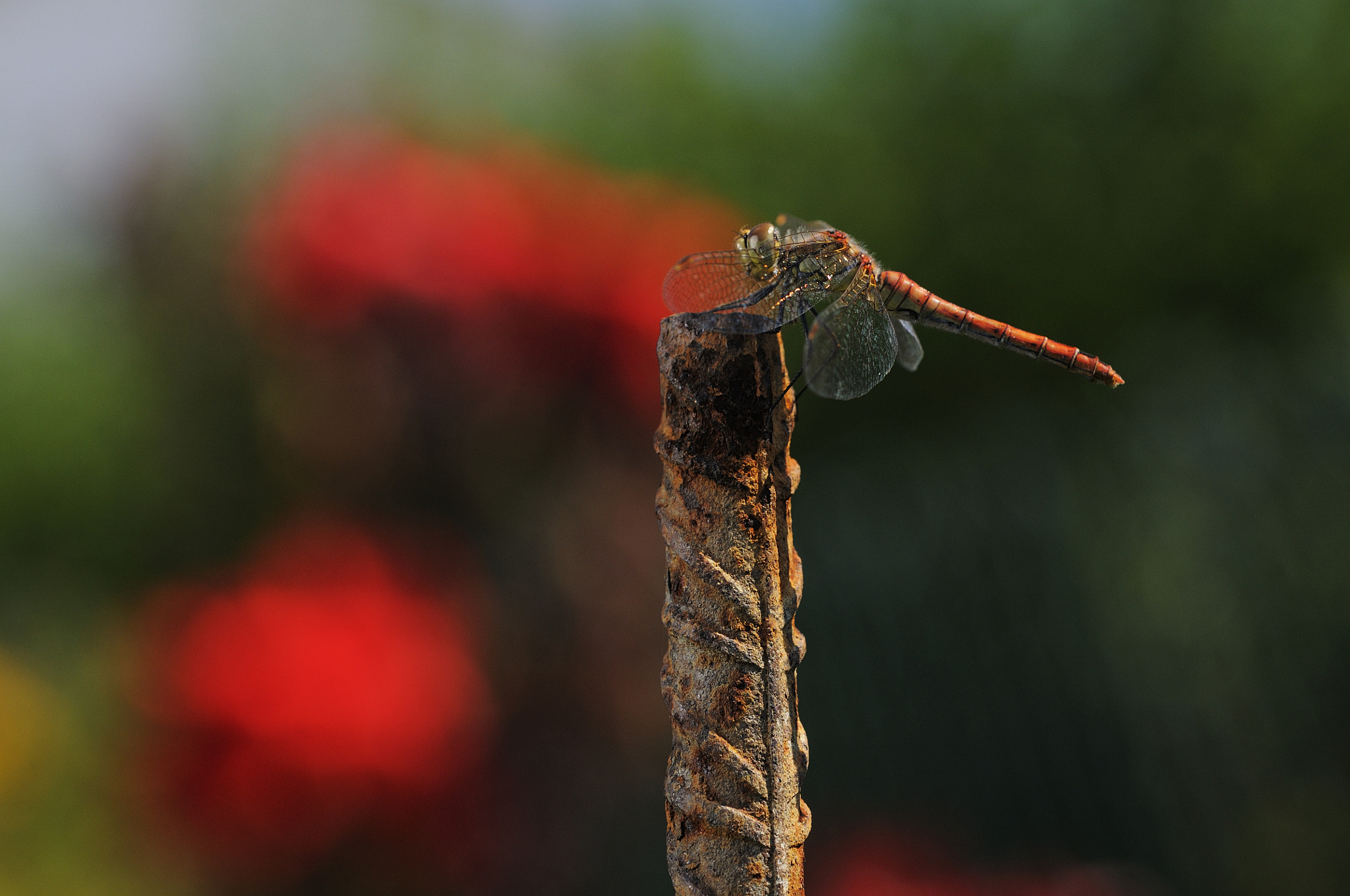 Sigma 105mm F2.8 EX DG OS HSM sample photo. Libélula photography