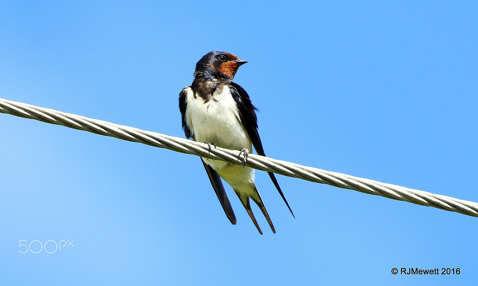 Canon EOS 70D + Canon EF 100-400mm F4.5-5.6L IS USM sample photo. A bird on a wire.....swallow photography