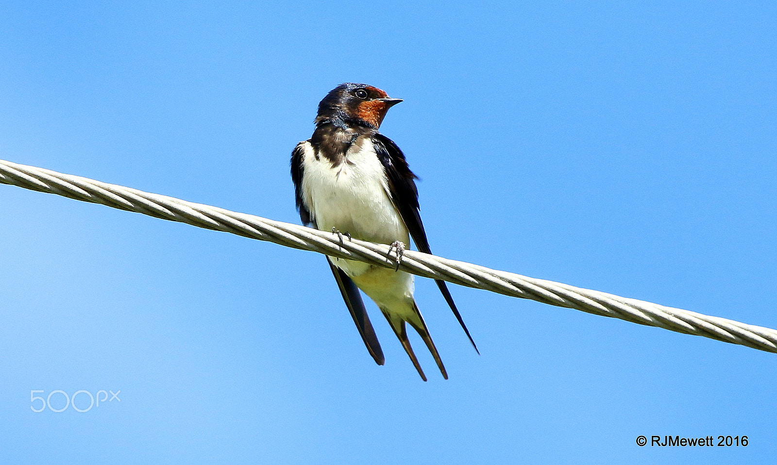 Canon EF 100-400mm F4.5-5.6L IS USM sample photo. A bird on a wire.....swallow photography