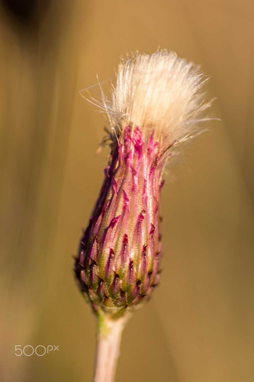 Tamron SP AF 90mm F2.8 Di Macro sample photo. Fluffy thistle photography