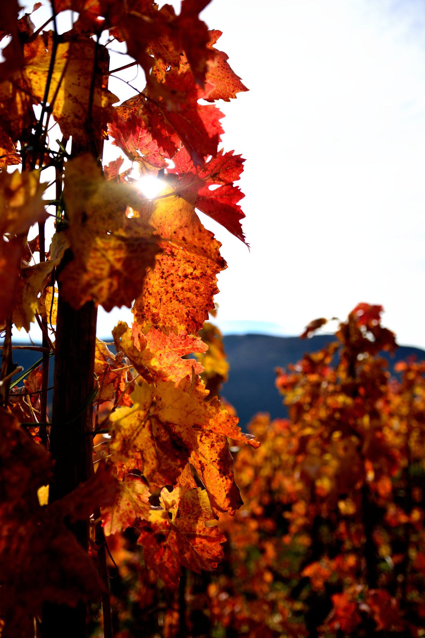 Nikon D5200 + Sigma 18-35mm F1.8 DC HSM Art sample photo. Autumn's last smile photography