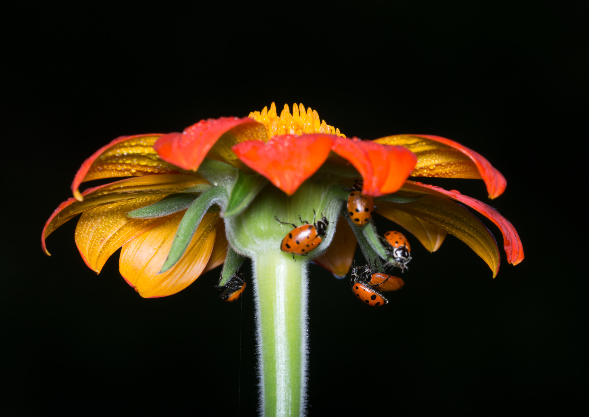 Nikon D3200 + Sigma 150mm F2.8 EX DG Macro HSM sample photo. Ladybugs photography