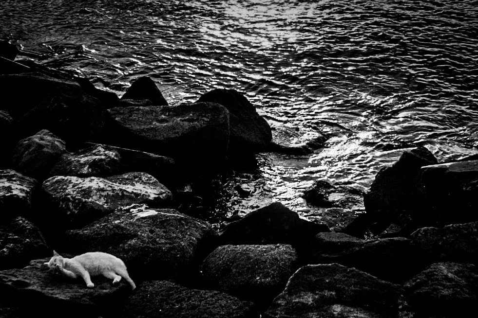 Sony Alpha NEX-7 + Sony E 16mm F2.8 sample photo. Cat walk photography