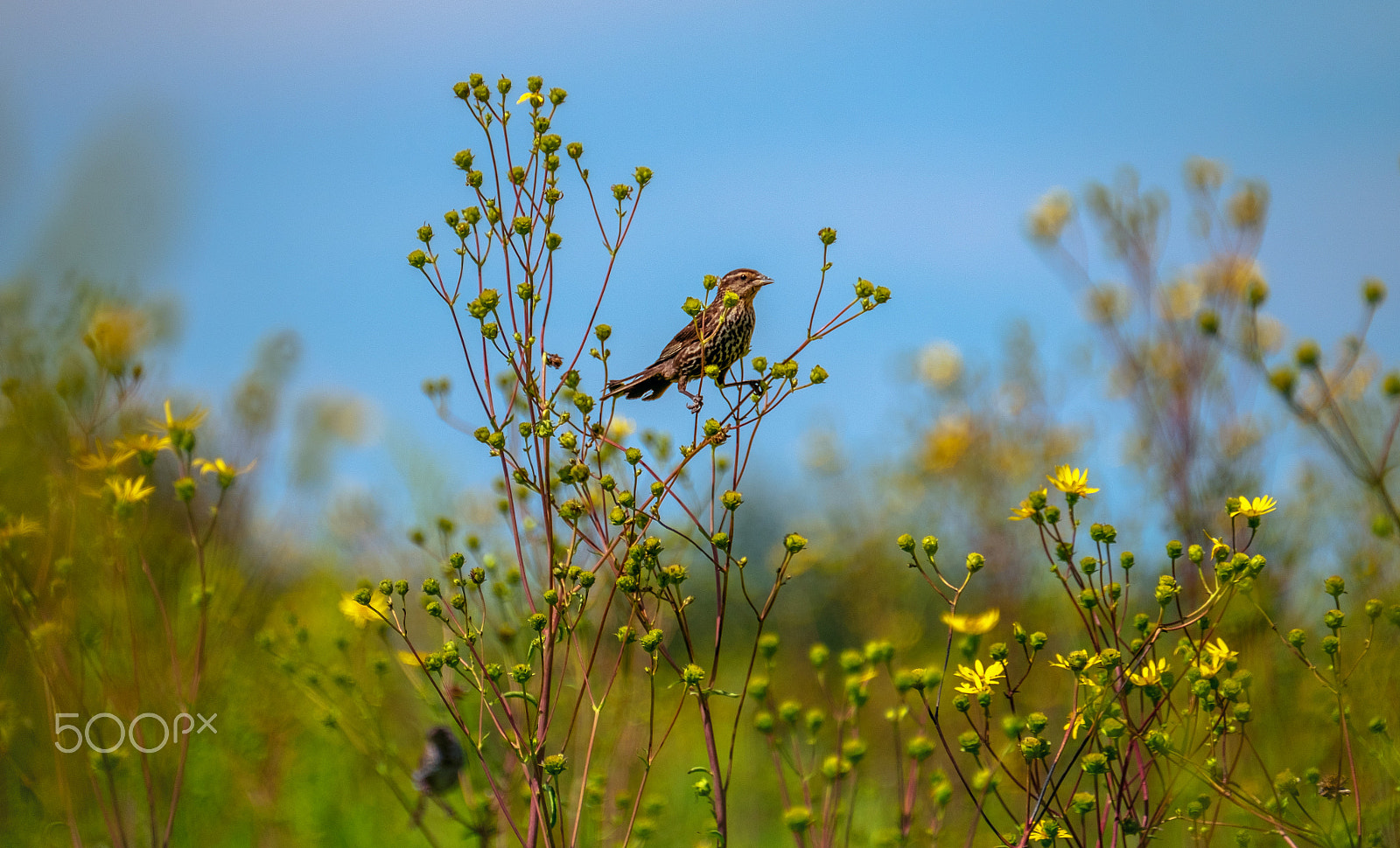 Fujifilm XF 100-400mm F4.5-5.6 R LM OIS WR sample photo. Female redwing blackbird photography