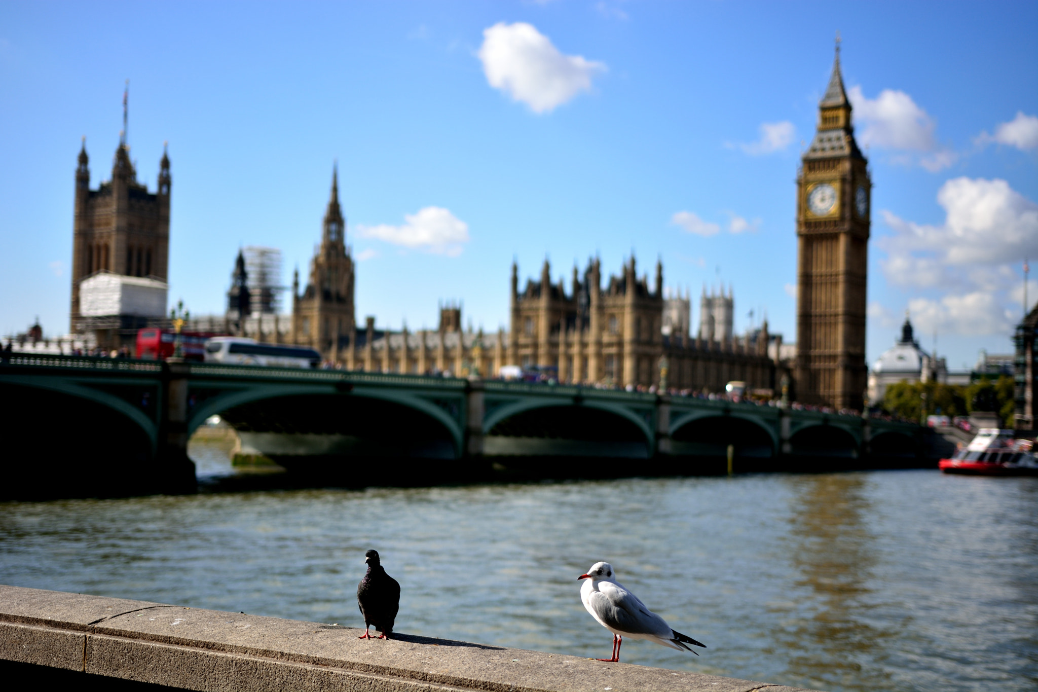 Nikon D5200 + Sigma 18-35mm F1.8 DC HSM Art sample photo. Seagulls photography