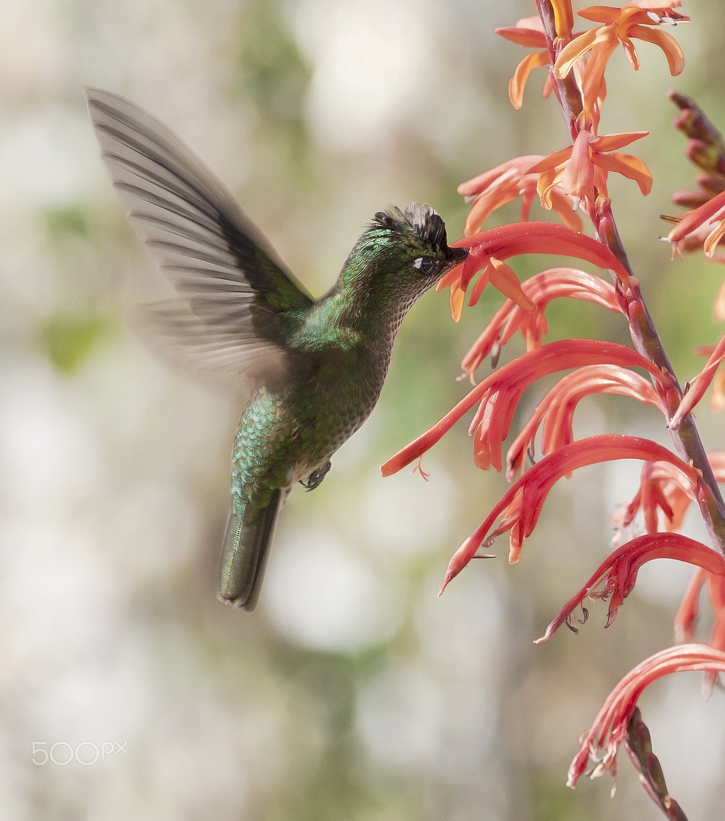 Canon EOS 5D + Canon EF 300mm F4L IS USM sample photo. Colibrí-sephanoides sephaniodes photography