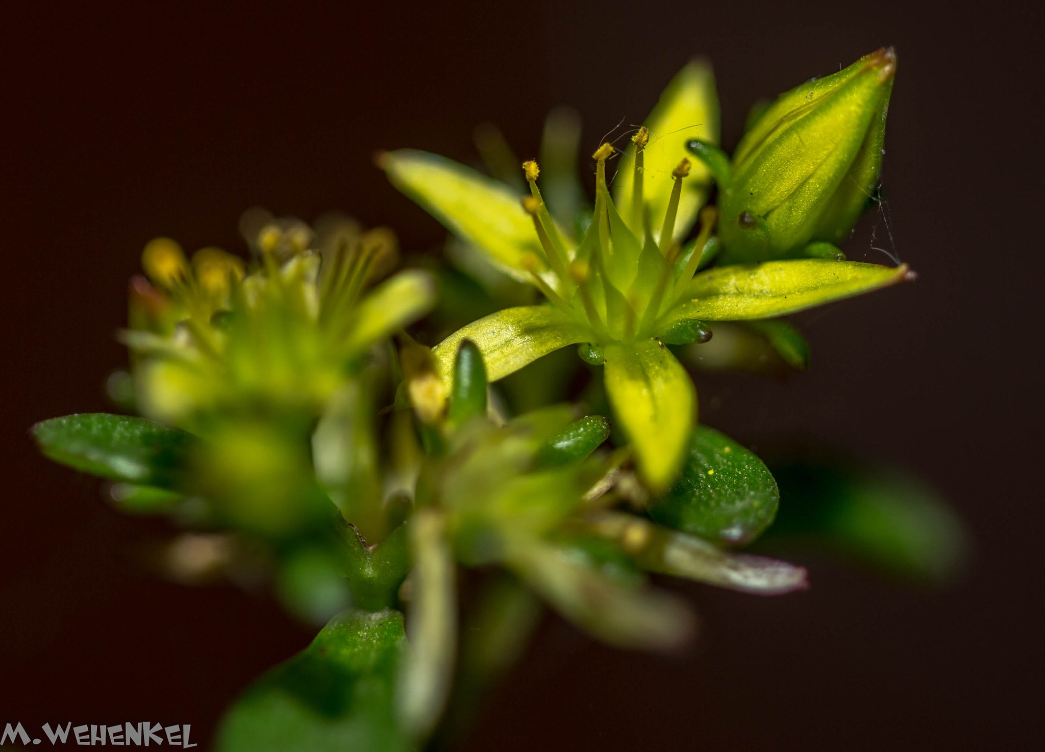Canon EF 100mm F2.8 Macro USM sample photo