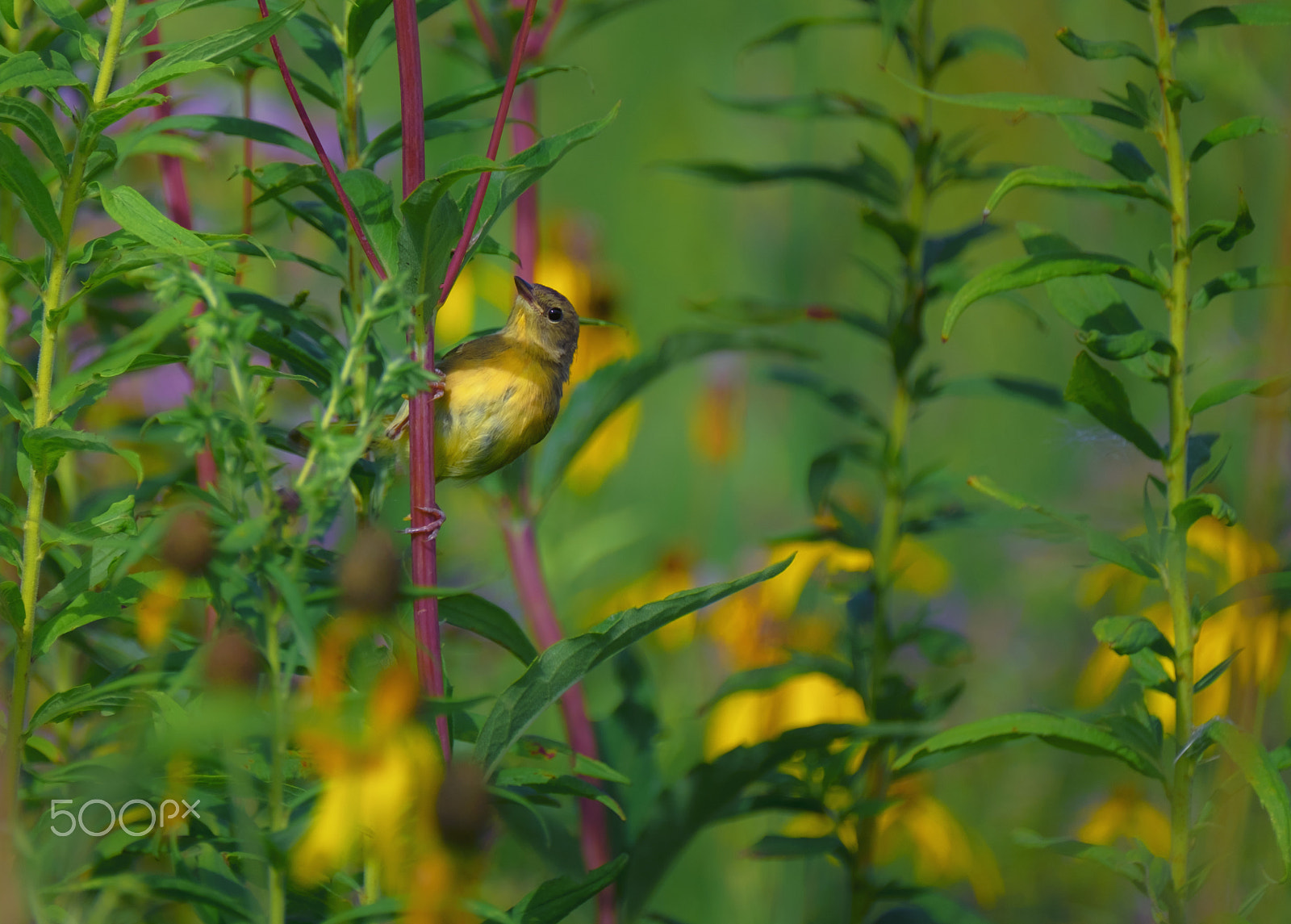 Fujifilm XF 100-400mm F4.5-5.6 R LM OIS WR sample photo. Peek-a-boo photography