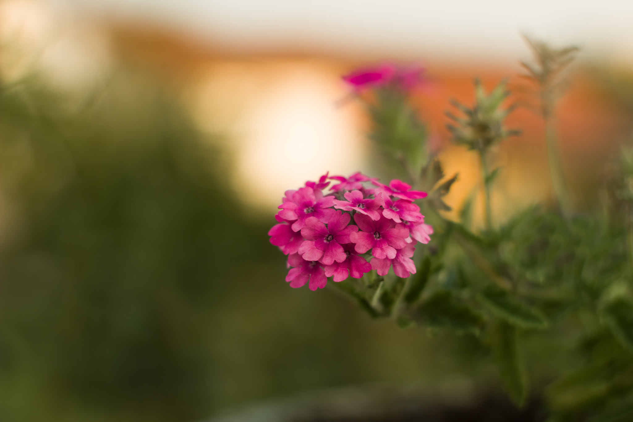 Canon EF 35-80mm f/4-5.6 sample photo. Purple photography