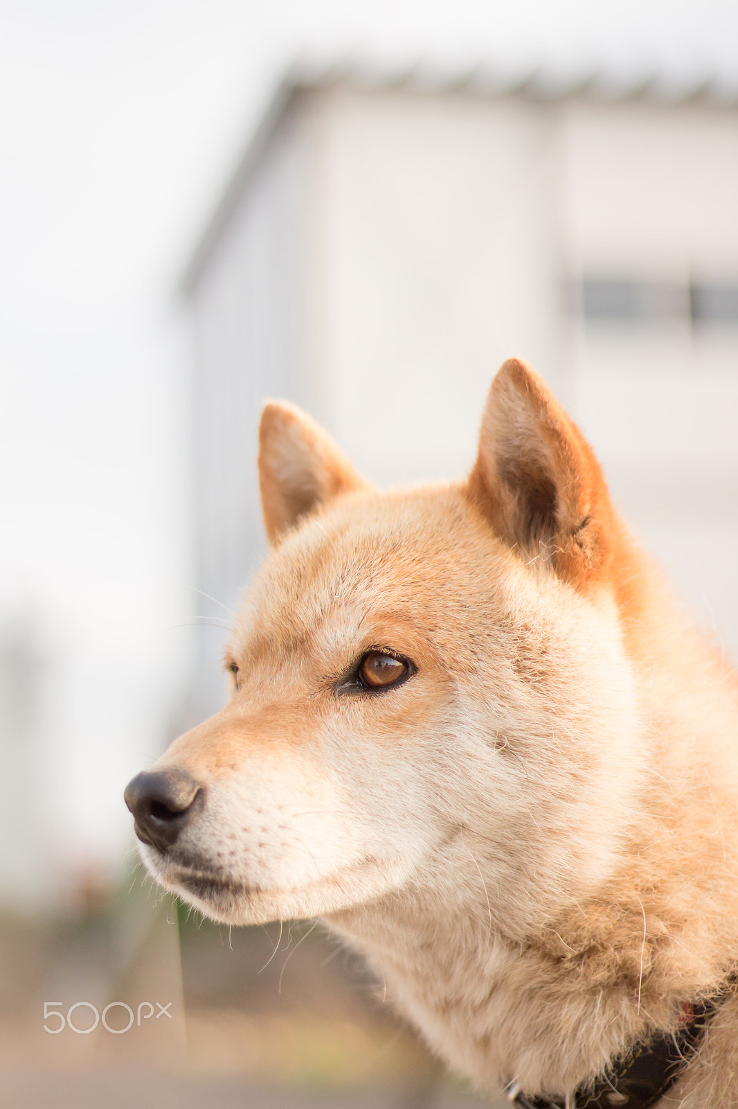 Canon EOS 650D (EOS Rebel T4i / EOS Kiss X6i) sample photo. Shiba inu photography