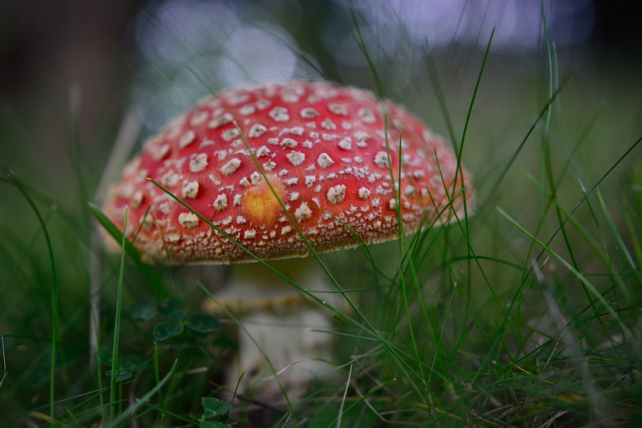 Nikon D5200 + Sigma 18-35mm F1.8 DC HSM Art sample photo. Poisonous love photography