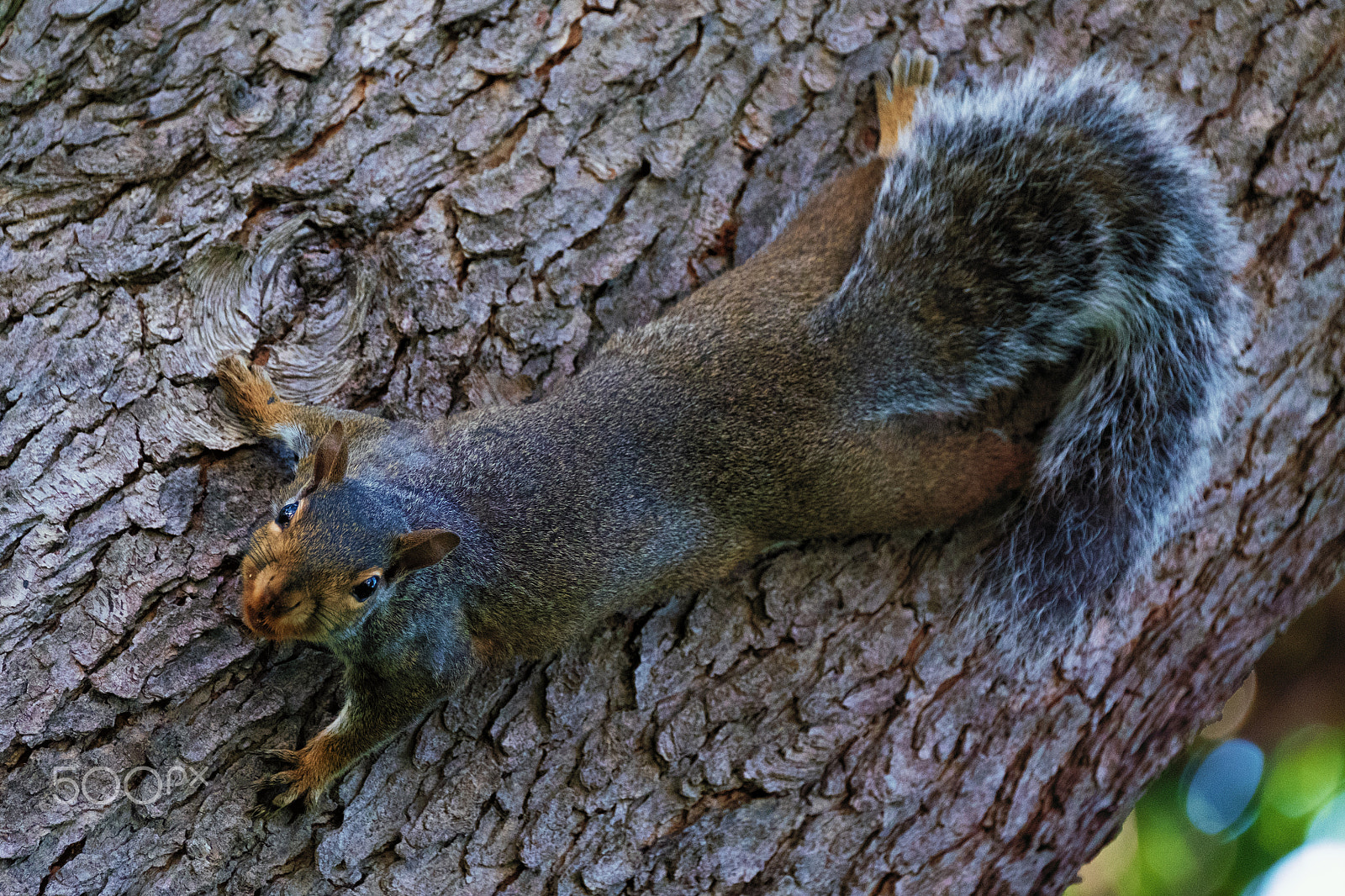 Fujifilm XF 100-400mm F4.5-5.6 R LM OIS WR sample photo. Fox squirrel photography