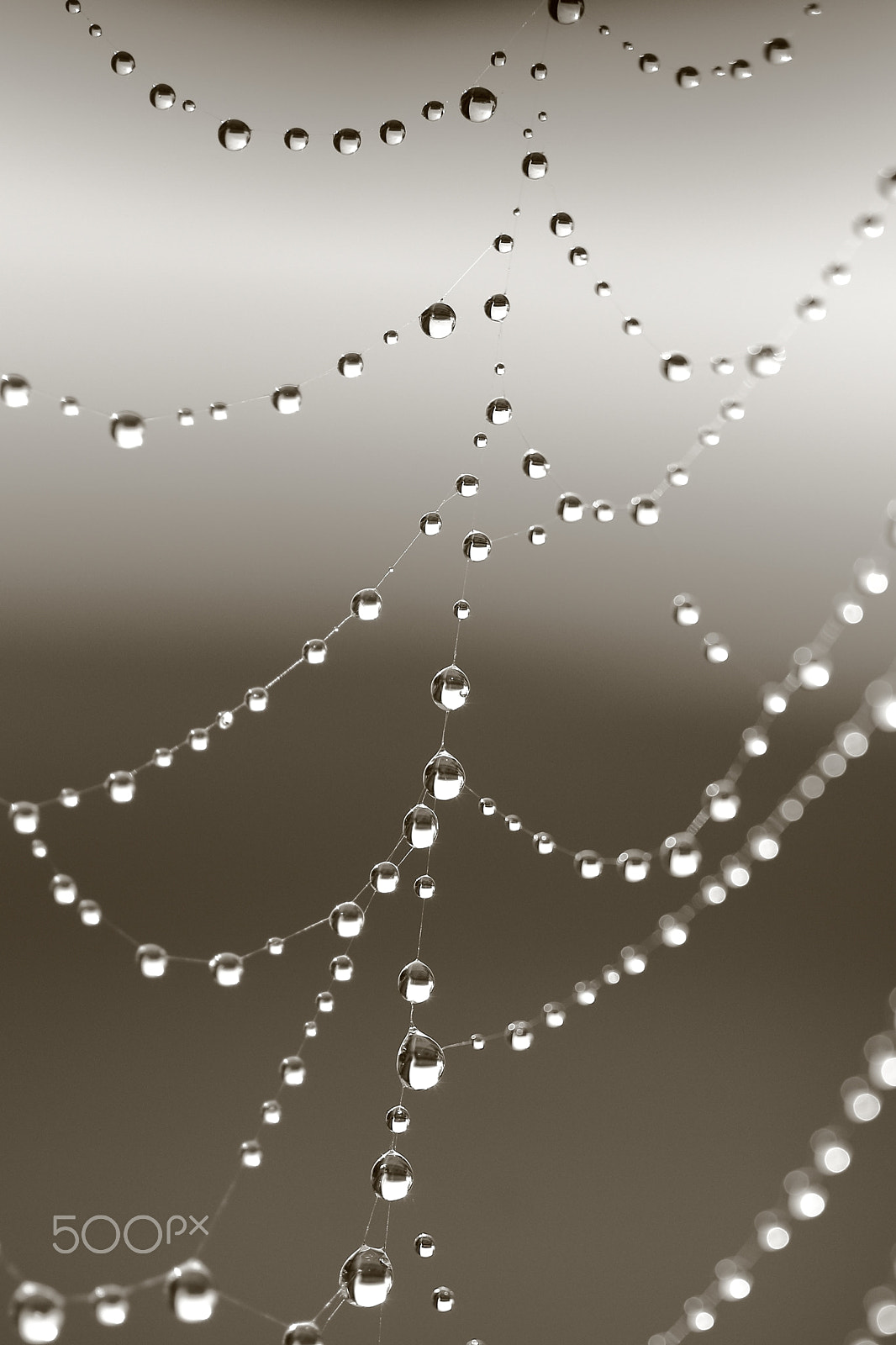 Canon EF 100mm F2.8 Macro USM sample photo. Jewel photography