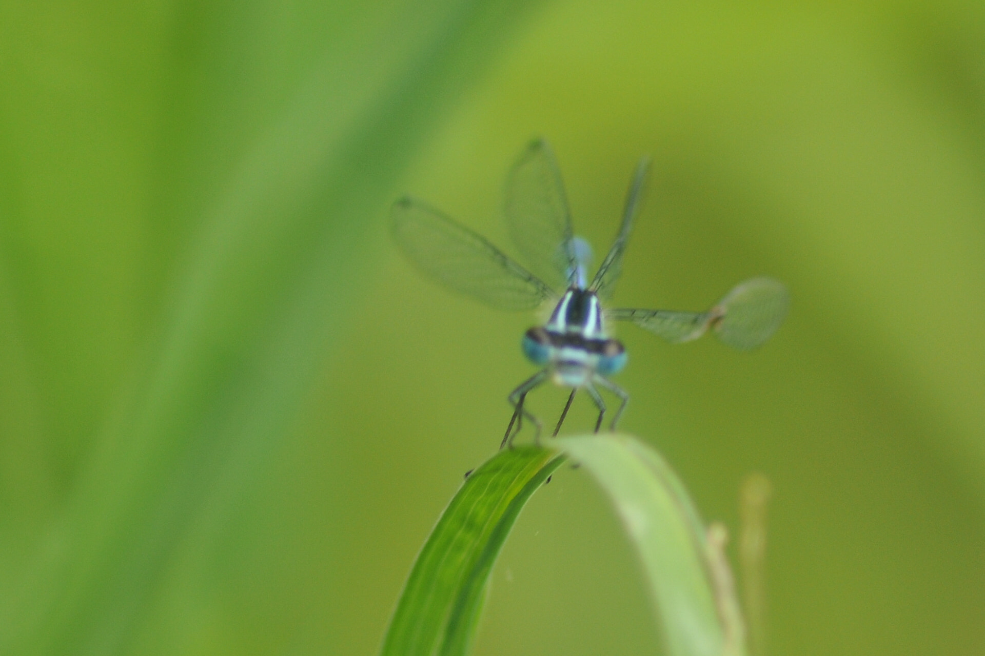 Sigma 70-300mm F4-5.6 APO DG Macro sample photo
