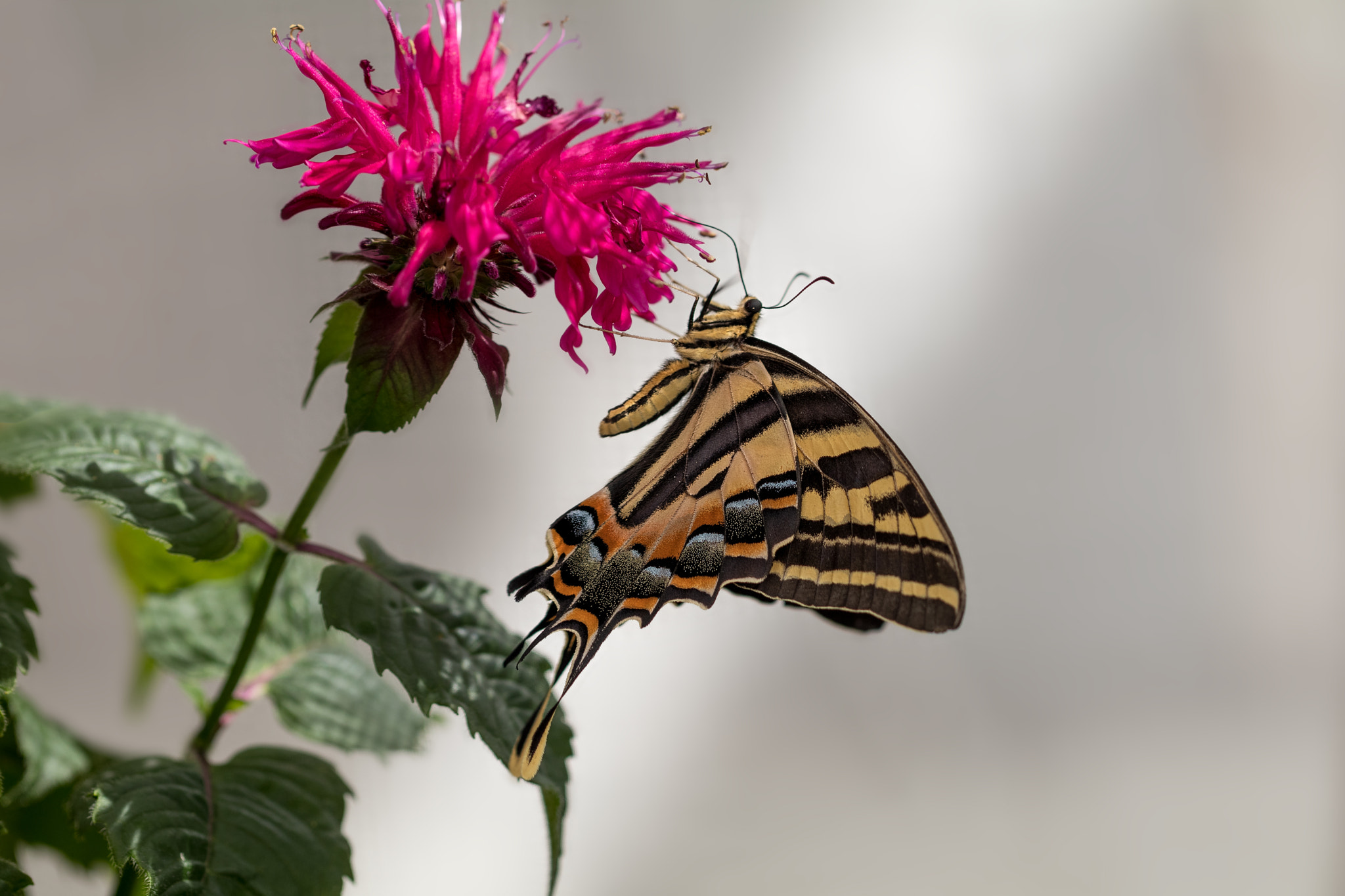 Canon EOS 80D + Canon EF 100mm F2.8L Macro IS USM sample photo. Motyl  photography