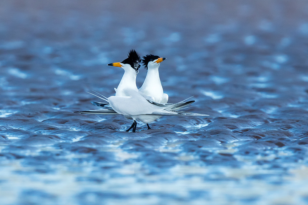 Canon EF 600mm F4L IS II USM sample photo. Chinese crested tern is very scare and endange ... photography