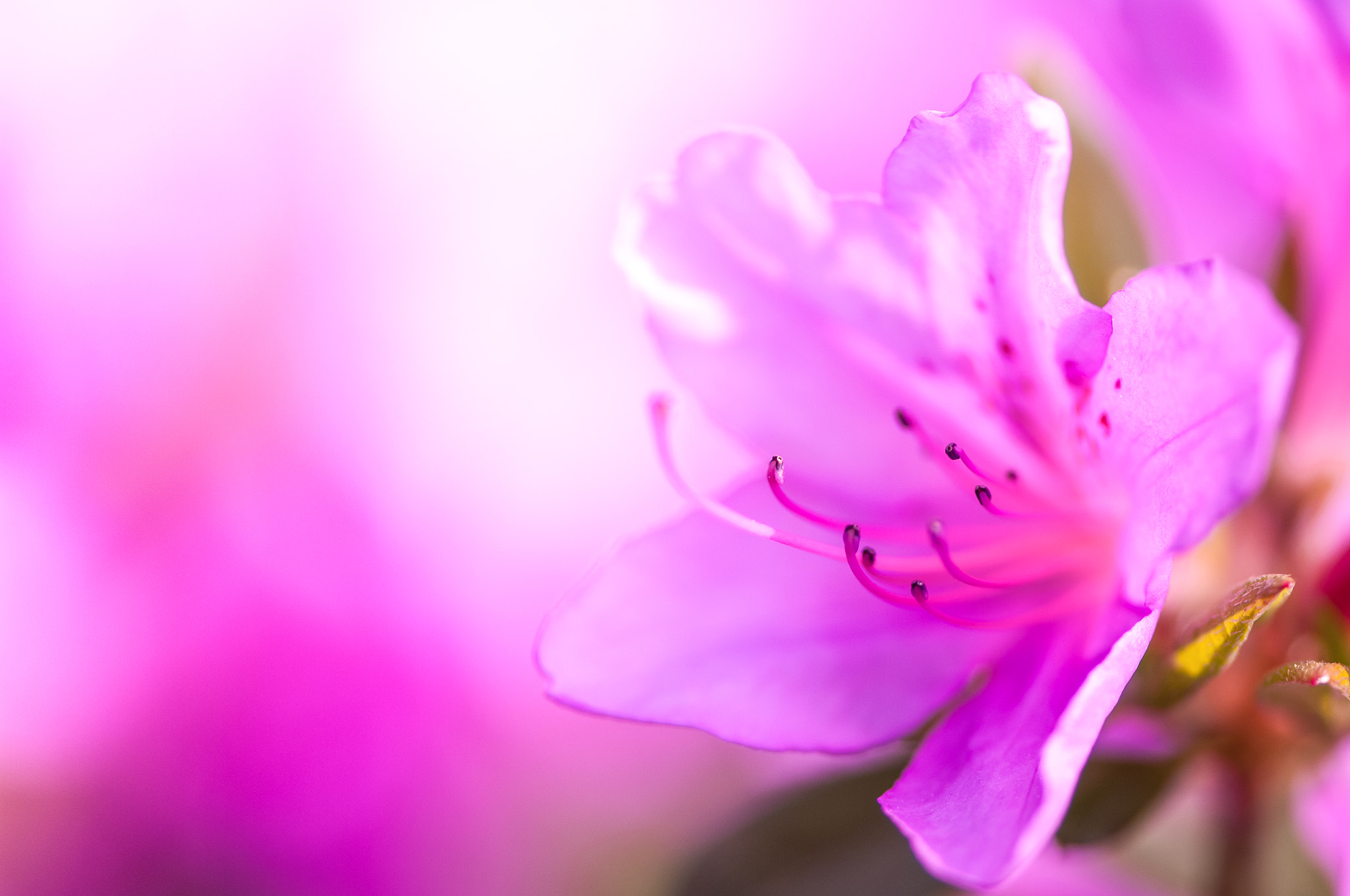 Nikon D2X sample photo