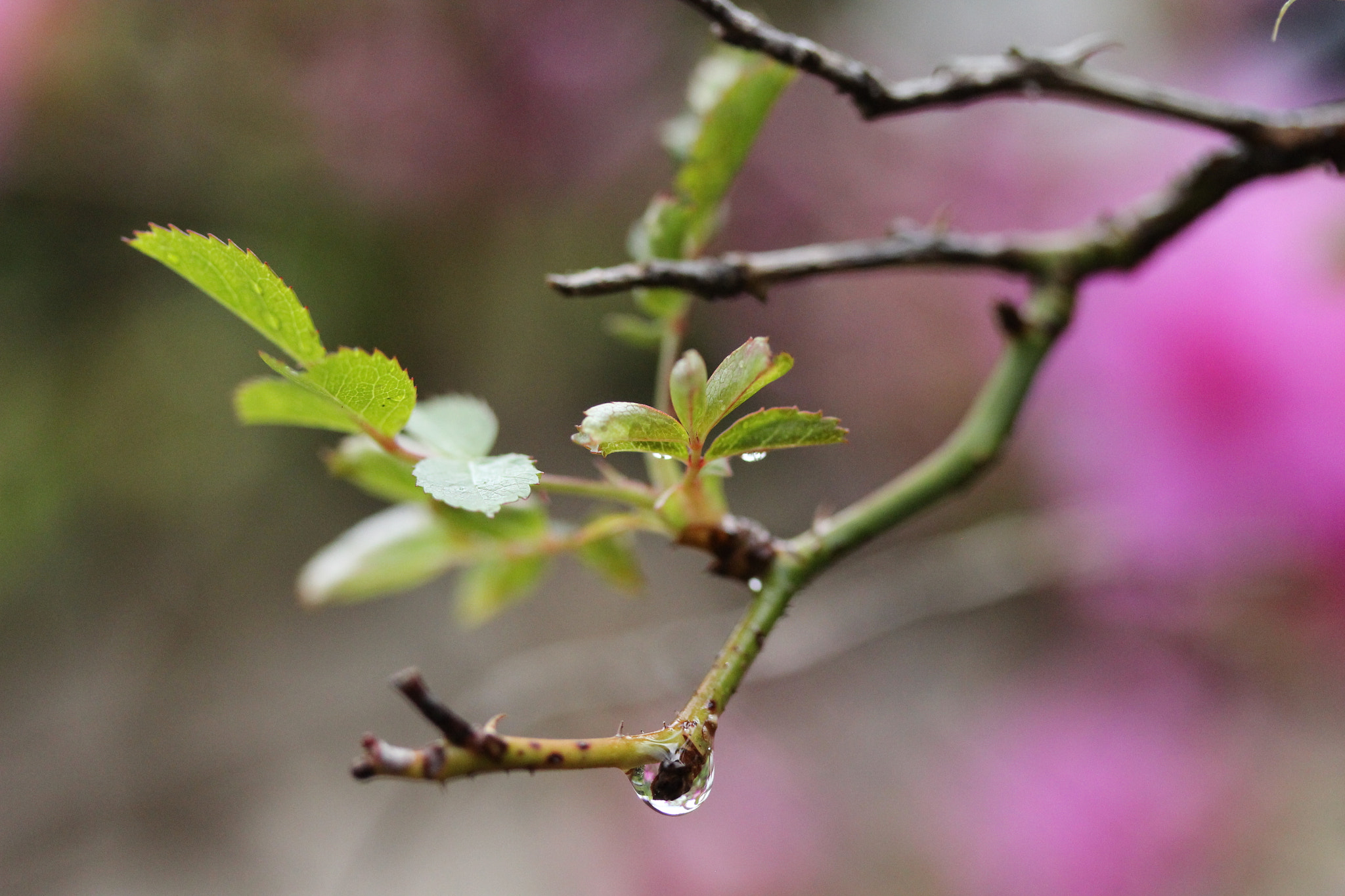 Canon EF-S 60mm F2.8 Macro USM sample photo. Drip photography