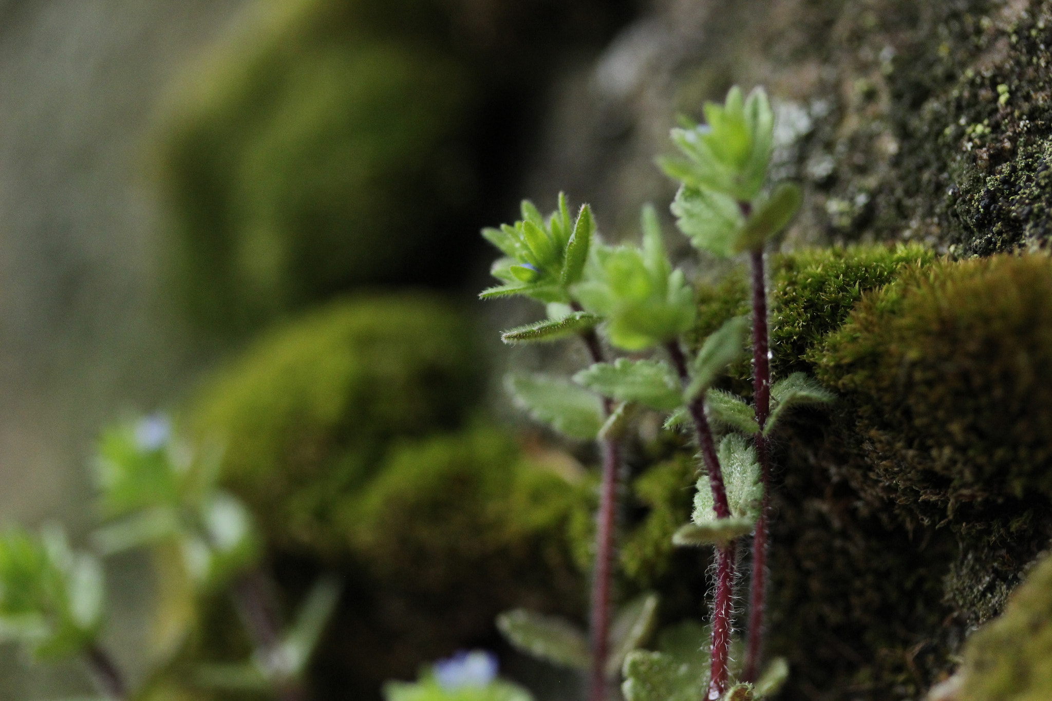 Canon EF-S 60mm F2.8 Macro USM sample photo. Little world photography