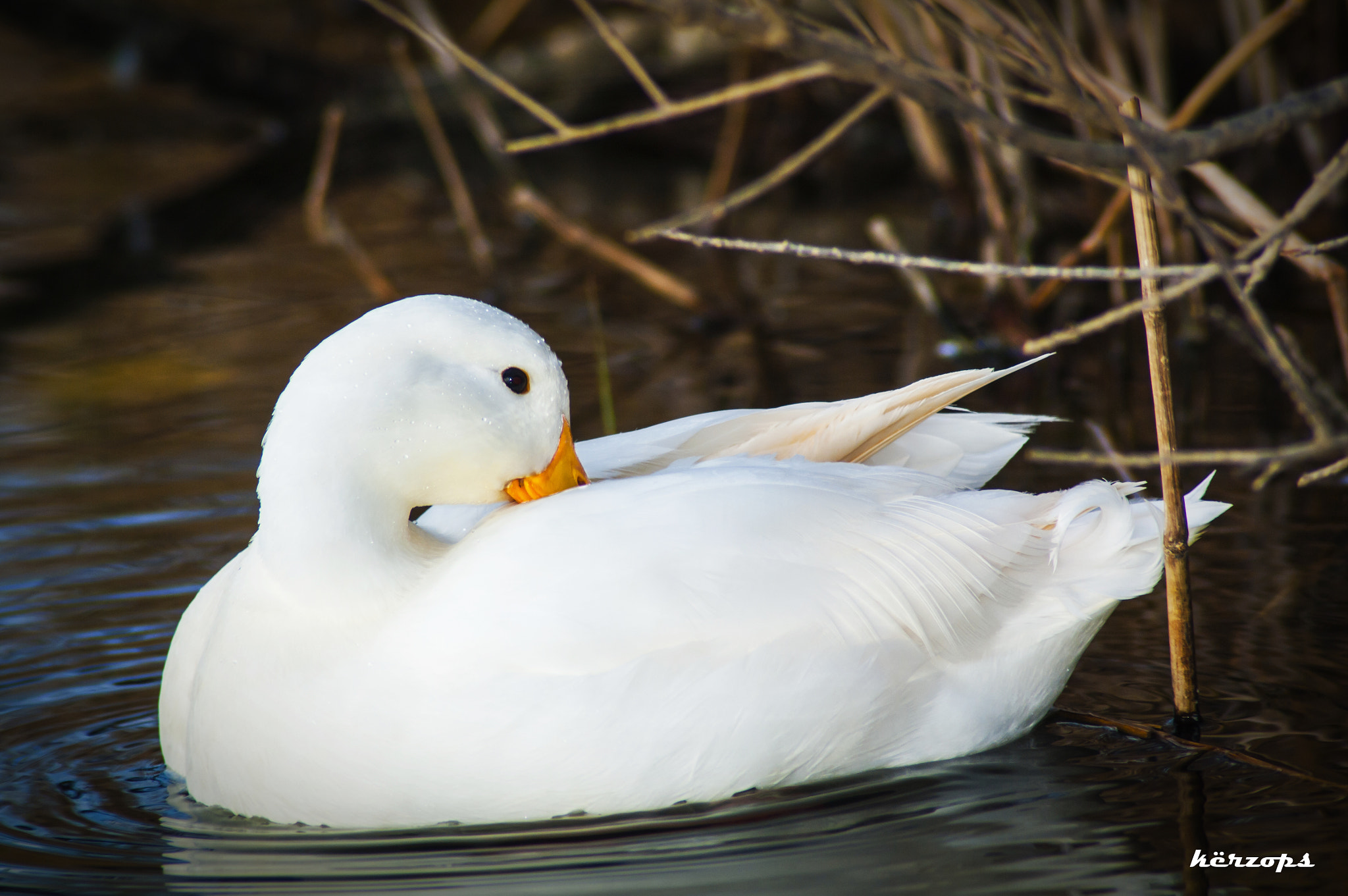 Pentax K-7 + Tamron AF 70-300mm F4-5.6 Di LD Macro sample photo. Pato blanco photography