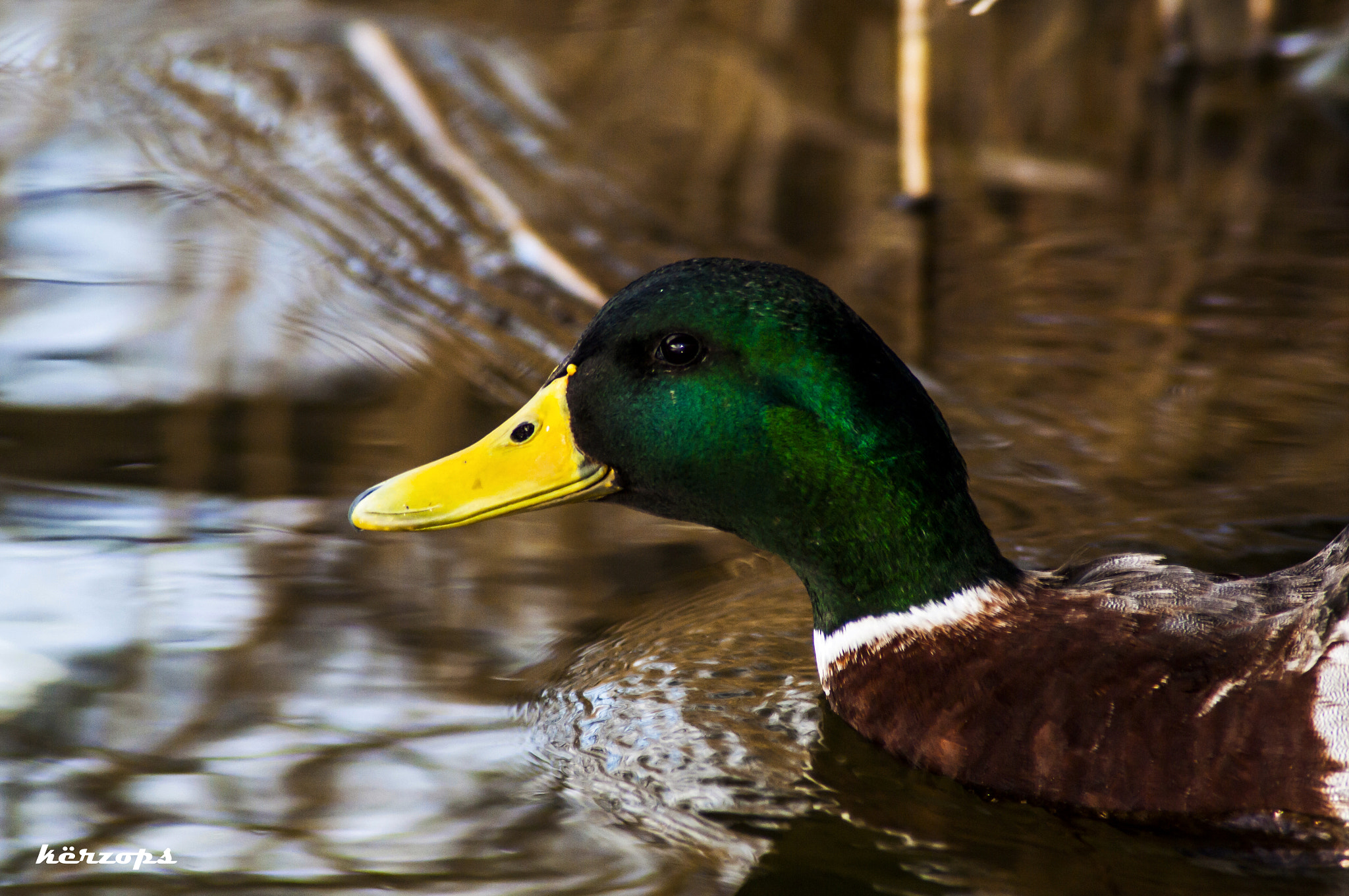 Pentax K-7 + Tamron AF 70-300mm F4-5.6 Di LD Macro sample photo. Pato colorido photography