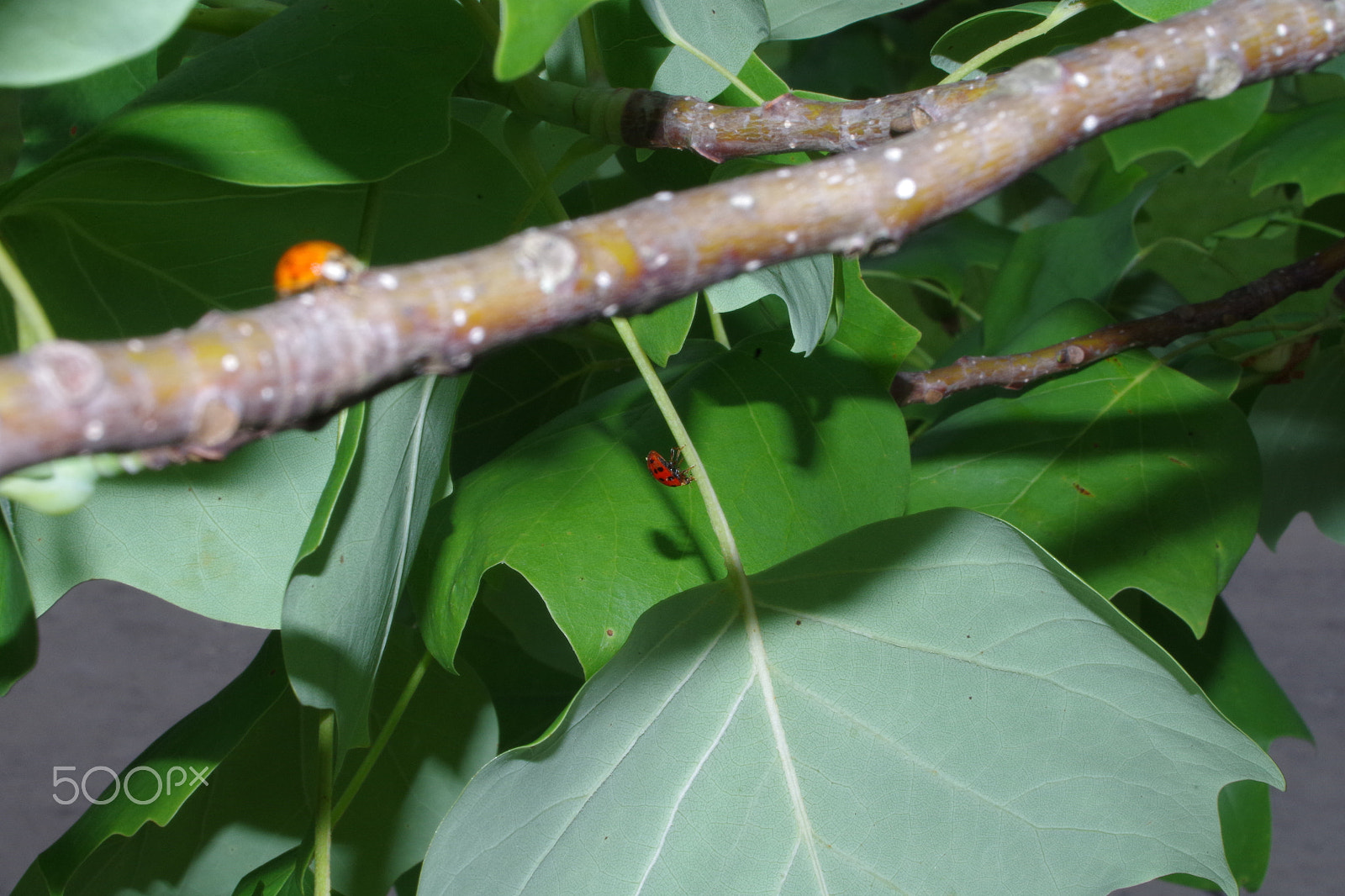 Pentax K-50 + Sigma 18-50mm F3.5-5.6 DC sample photo. Lady bug branching out photography