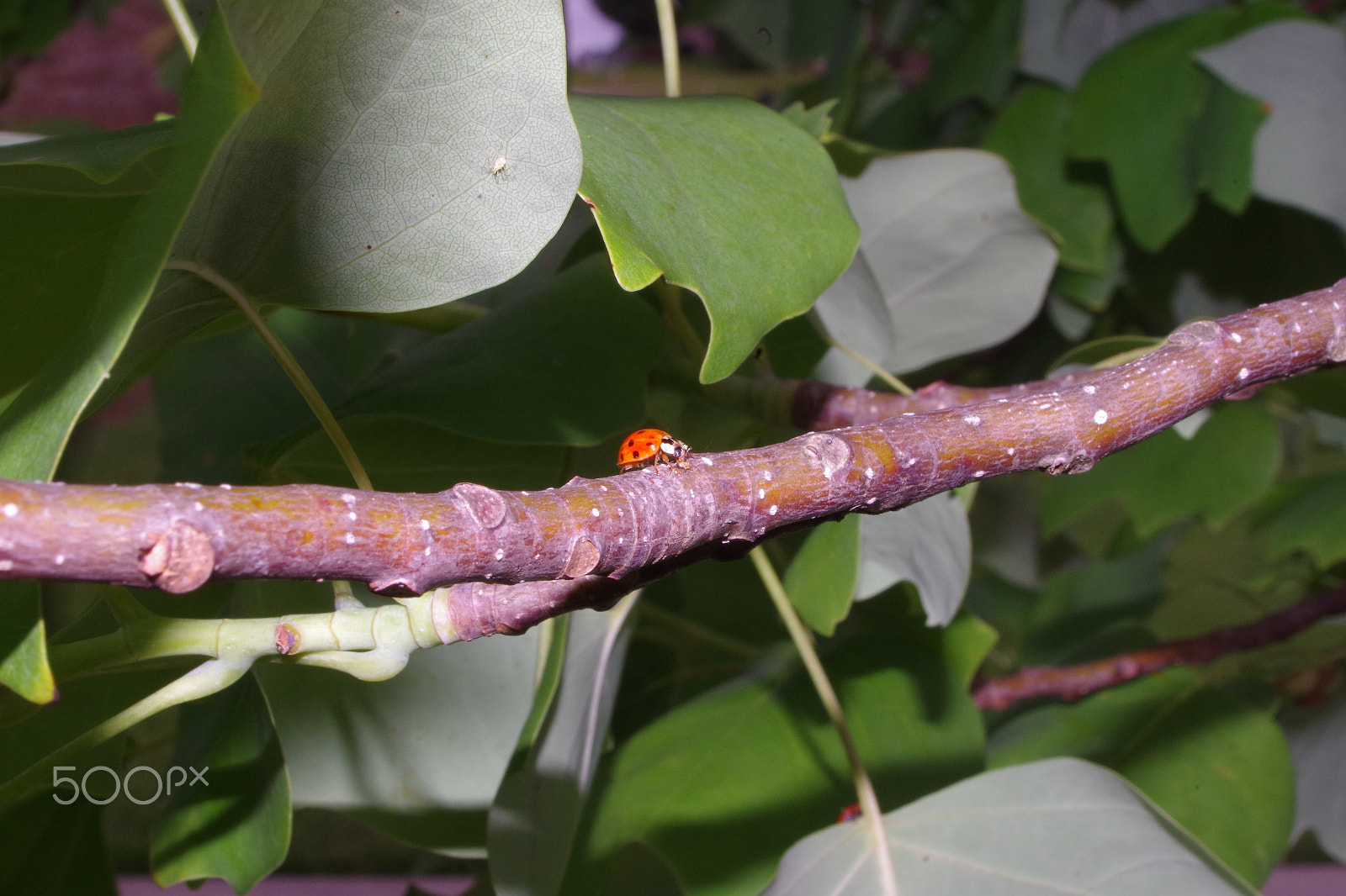 Pentax K-50 + Sigma 18-50mm F3.5-5.6 DC sample photo. Lady bug stroll photography